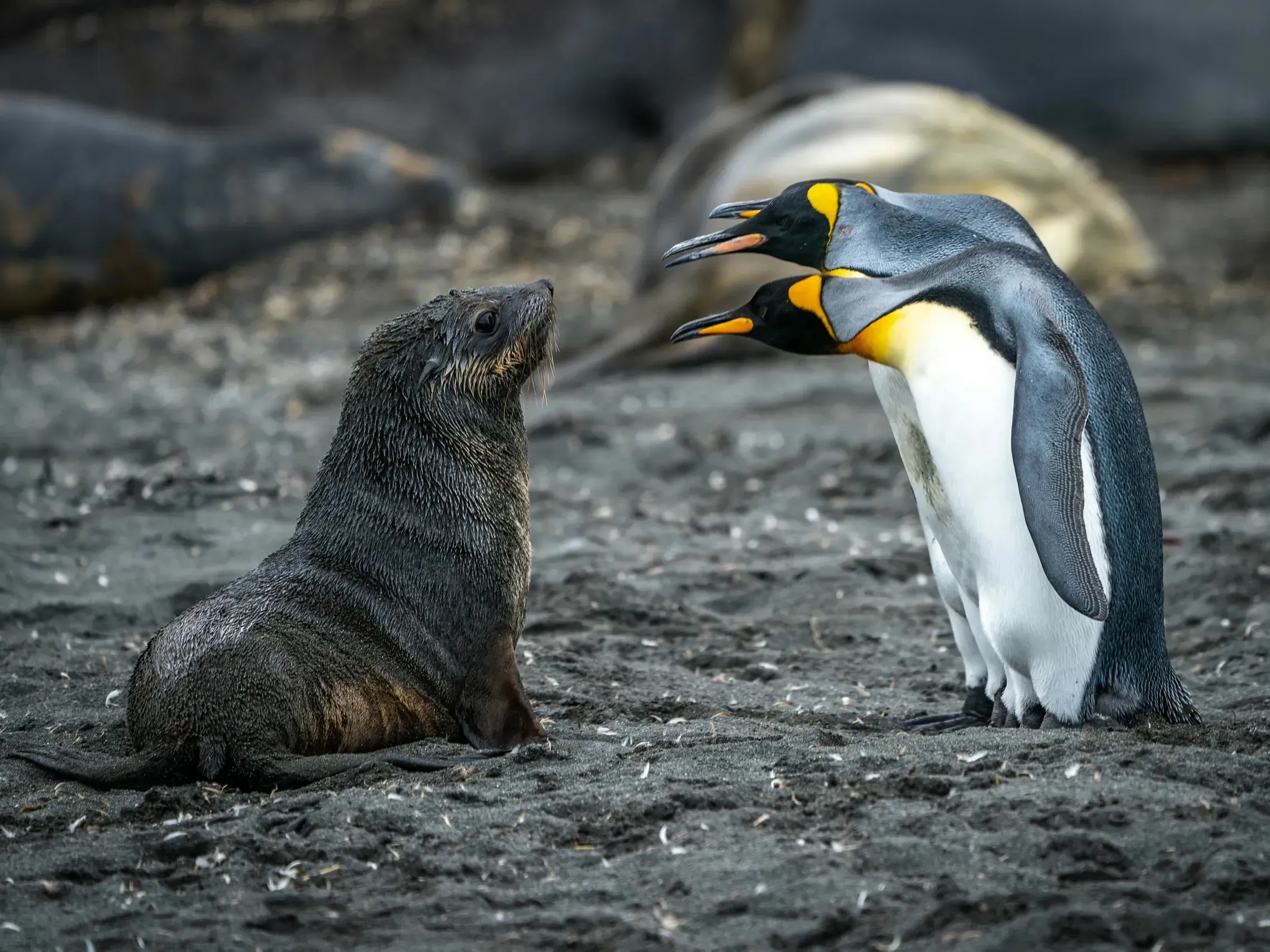 King penguin and a fur seal pup facing each other on dark volcanic sand, the seal looking up at the penguin