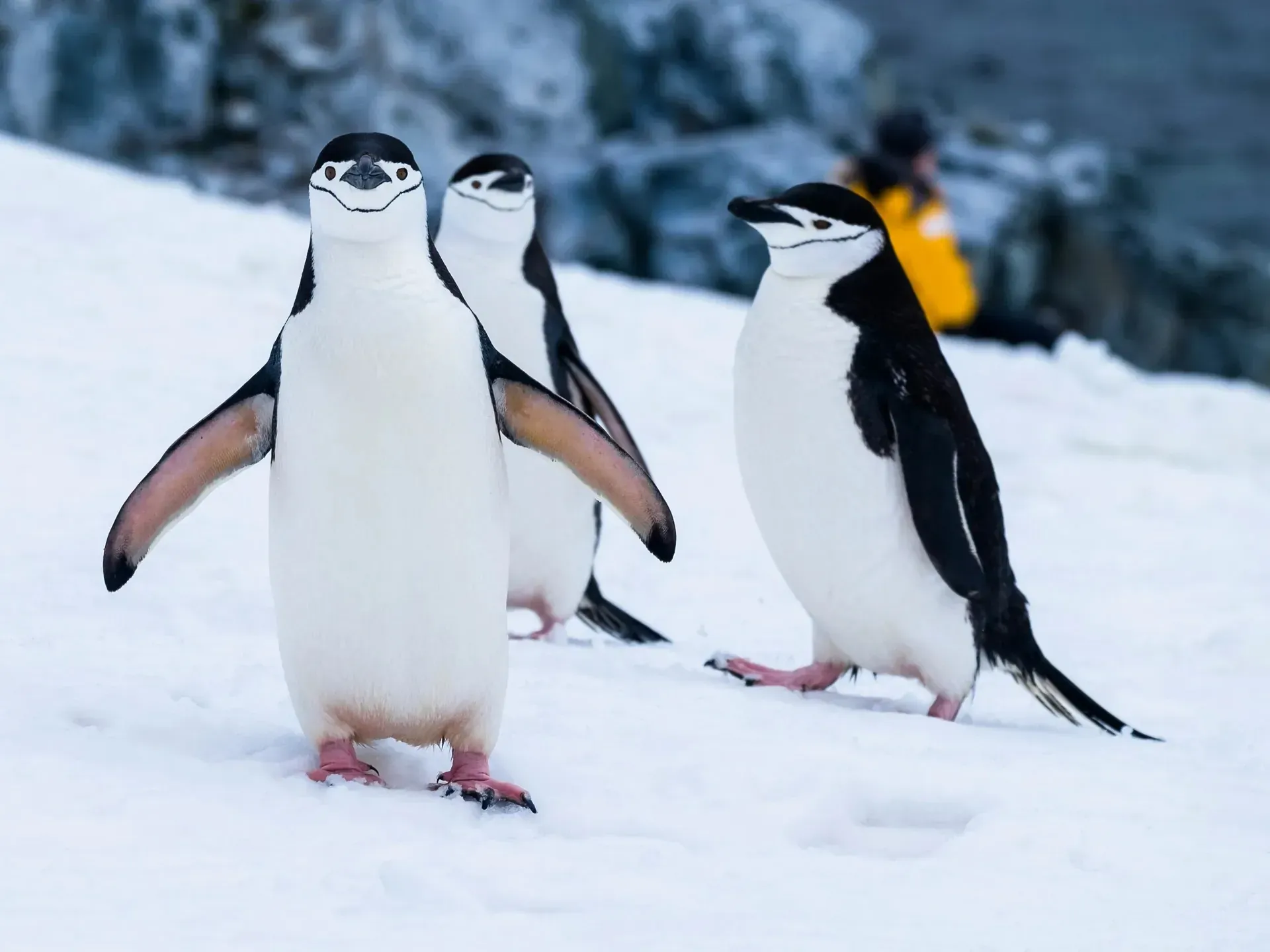 Three chinstrap penguins walking on snow, the nearest one facing the camera with flippers outstretched, a photographer in a yellow jacket visible behind