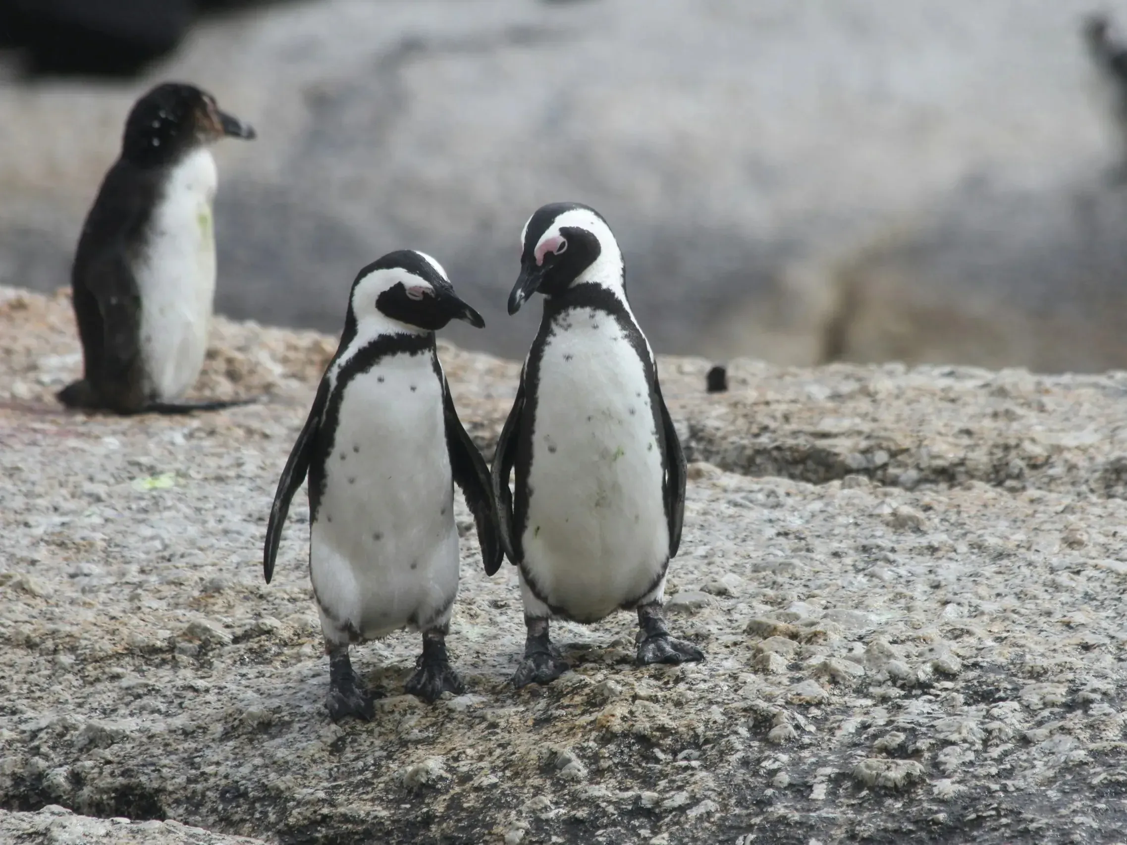 Two African penguins standing close together on a rock as if in conversation, a third penguin sitting behind them