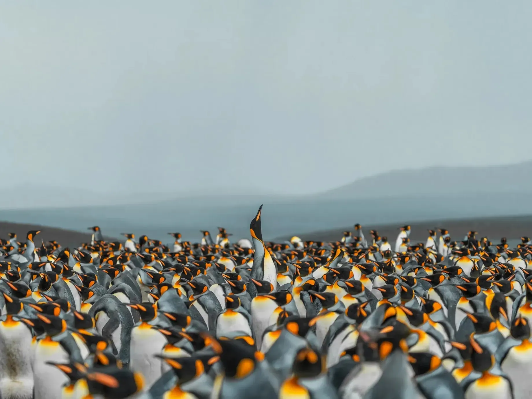 Vast colony of king penguins stretching to the horizon under an overcast sky, one penguin raising its head above the crowd