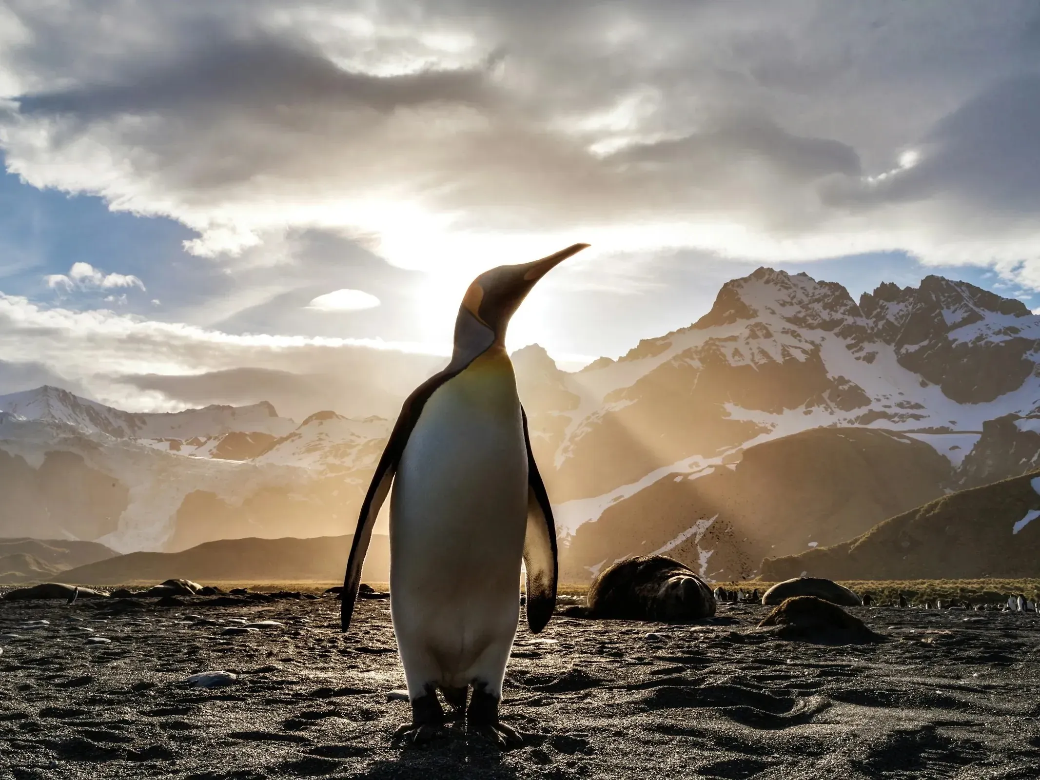 King penguin silhouetted against a dramatic sunset with snow-capped mountains, standing on dark ground with fur seals resting nearby