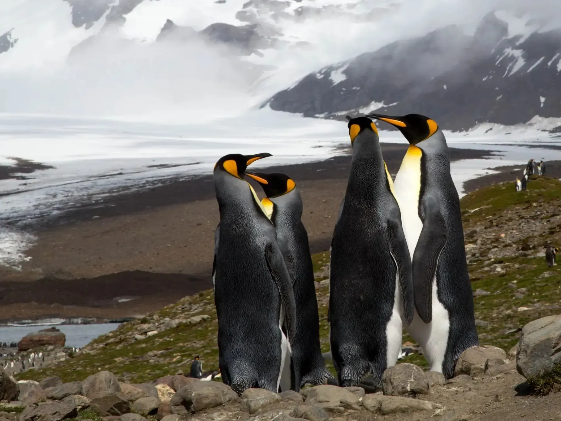 Three king penguins standing together on a hillside overlooking a glacier, dark sand beach and more penguins visible far below