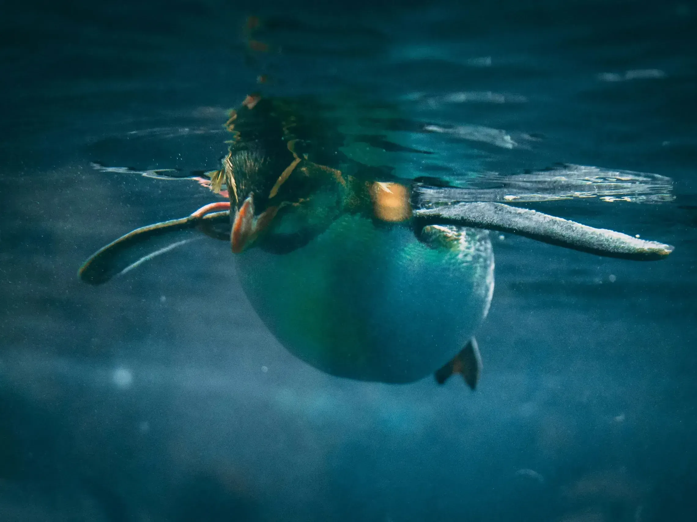 Penguin diving underwater viewed from below, flippers spread wide and bubbles trailing behind in deep teal water