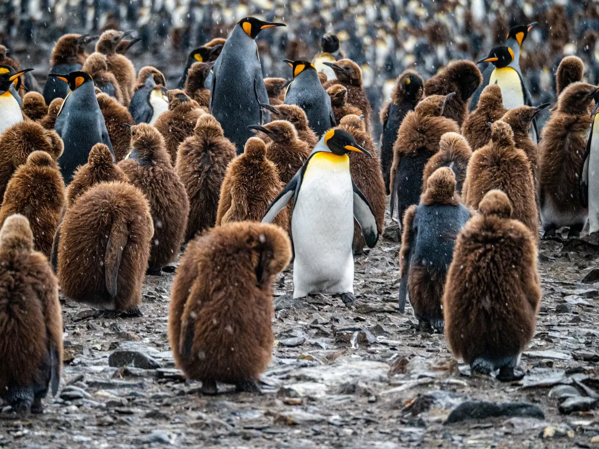 Adult king penguins standing among a crowd of fluffy brown chicks on muddy ground as snow falls
