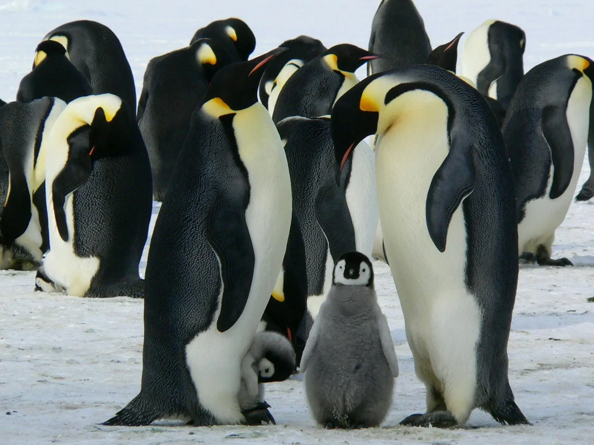 Group of emperor penguins huddled together on ice with two small grey chicks sheltering at their feet