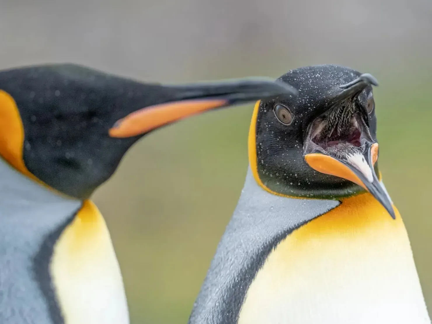 Close-up of two king penguins, the right one with beak wide open showing its pink mouth, water droplets glistening on their heads