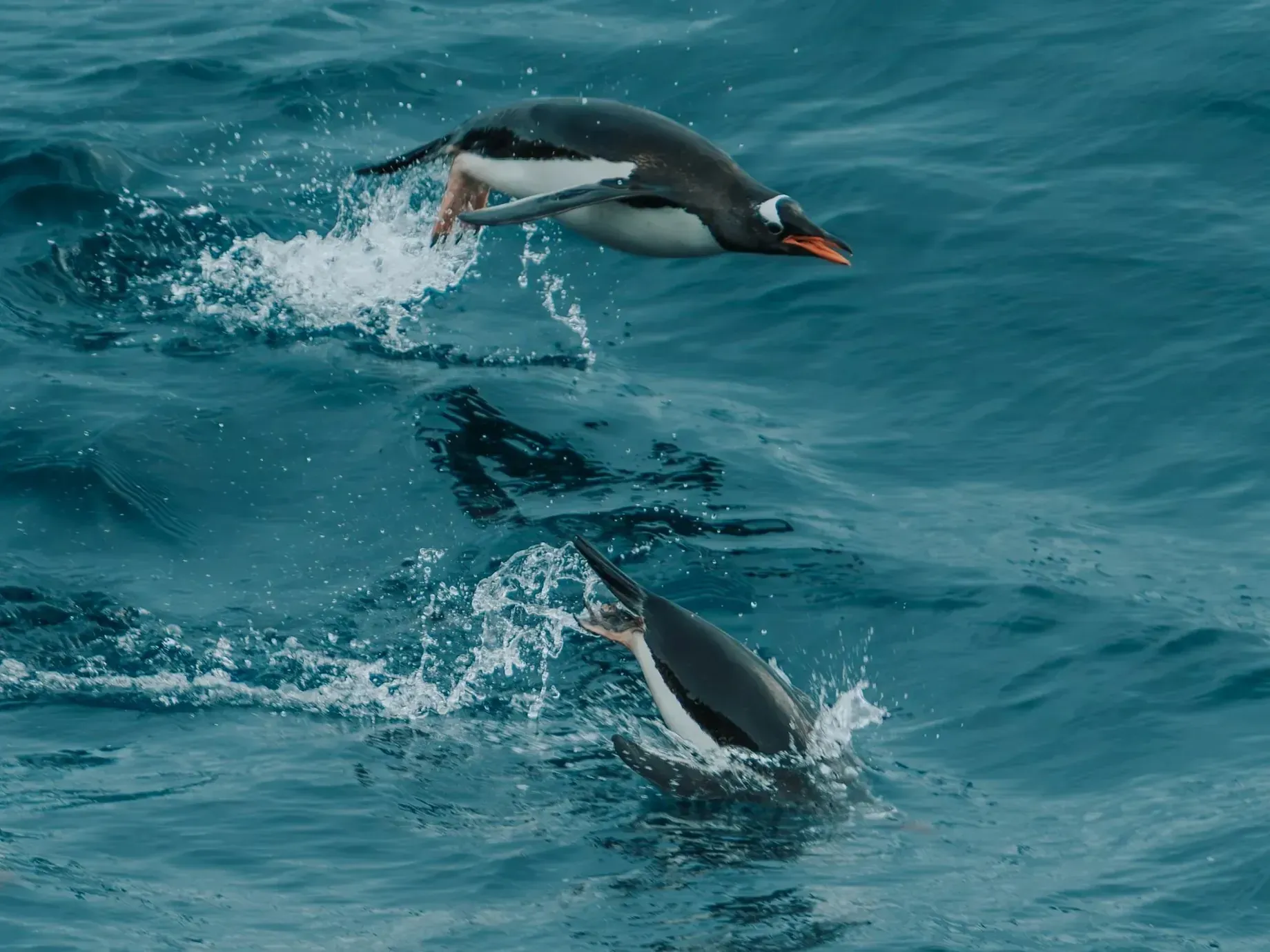 Two gentoo penguins porpoising through ocean waves, one leaping clear of the water mid-dive