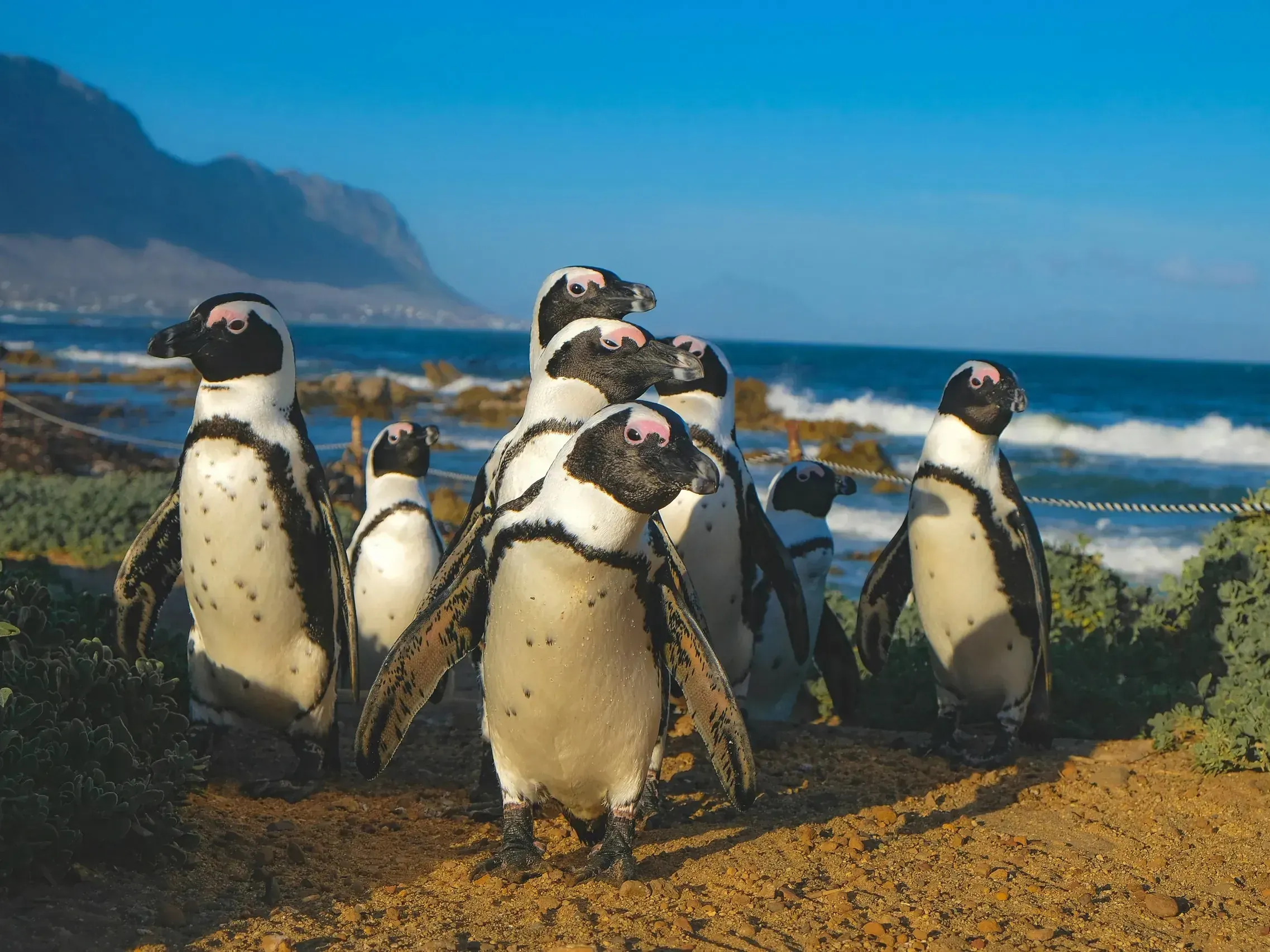 Group of African penguins walking towards the camera on sandy ground with ocean and mountains behind under a clear blue sky