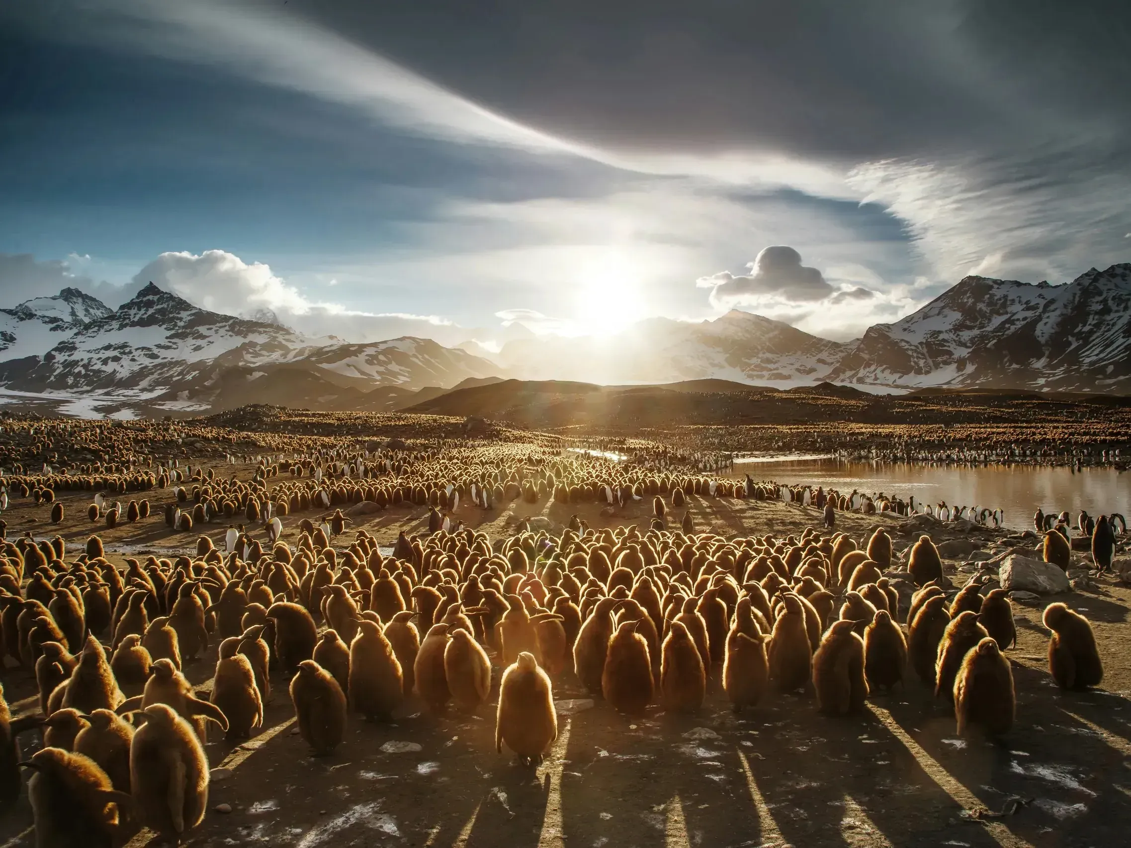 Enormous colony of king penguin chicks in brown down stretching across a valley between snow-covered mountains at golden hour