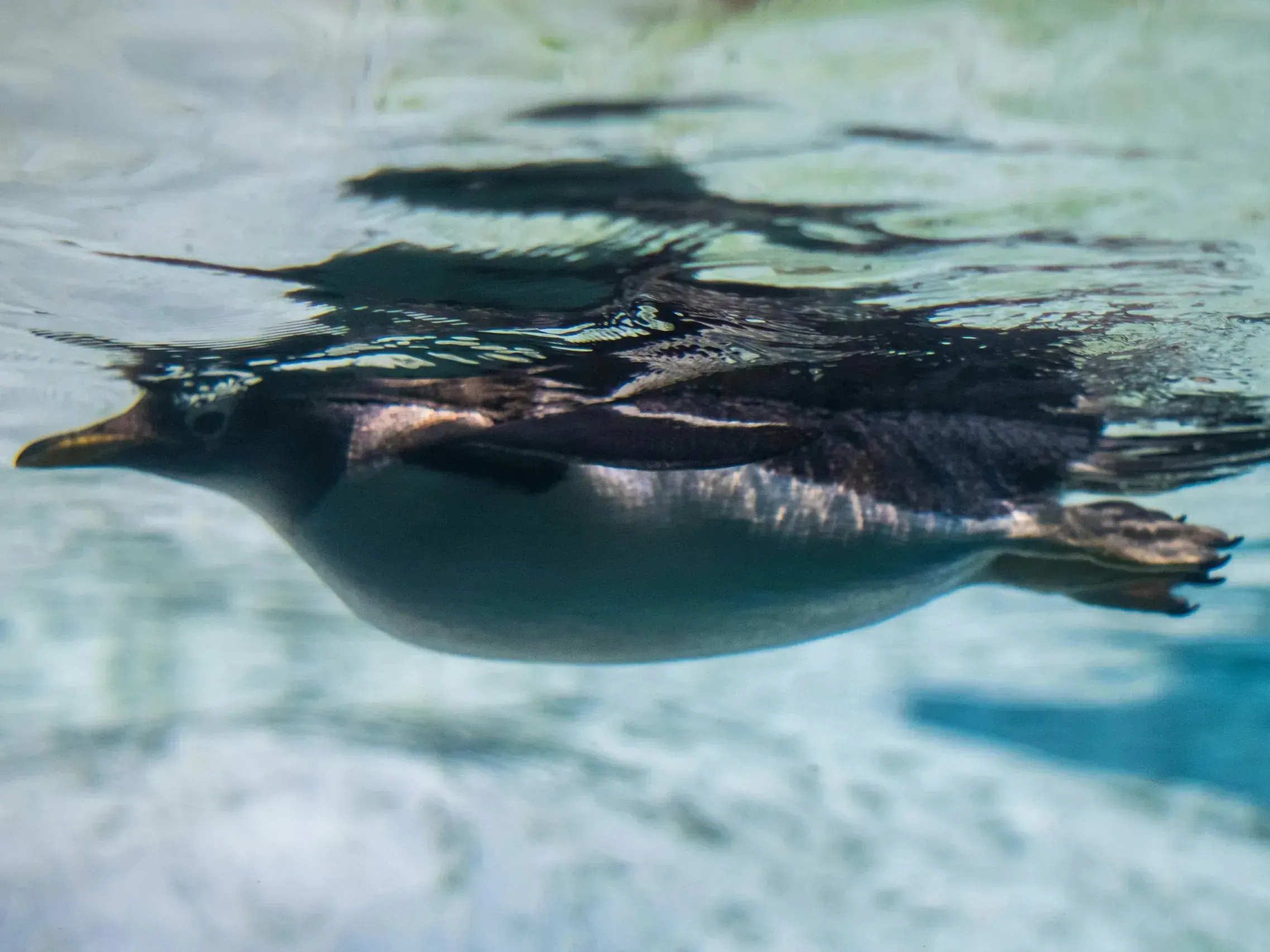 Penguin swimming just below the water surface, shot from underwater showing its streamlined body and rippled reflection above
