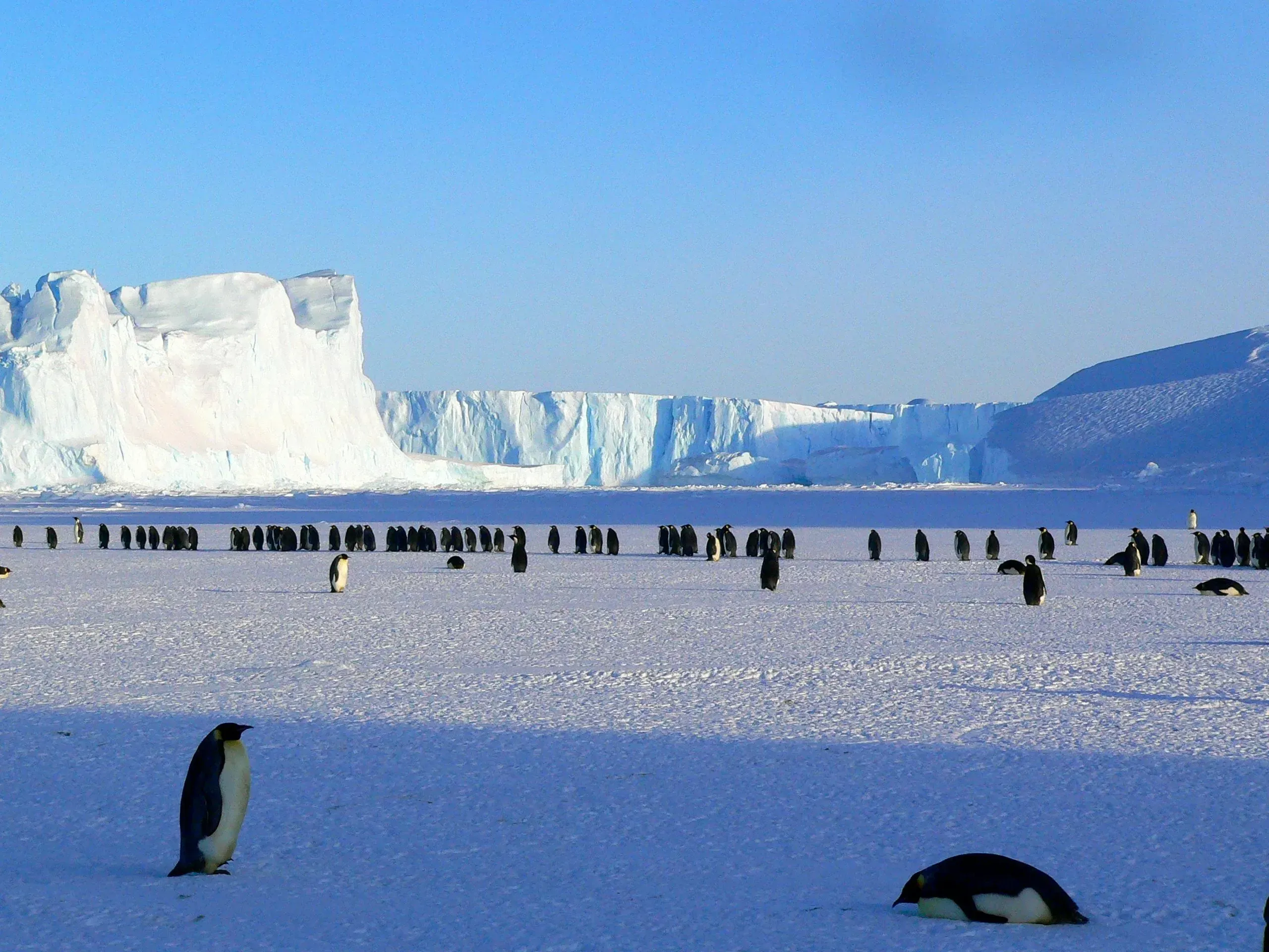 Emperor penguins scattered across sea ice with towering icebergs in the background under a pale blue Antarctic sky