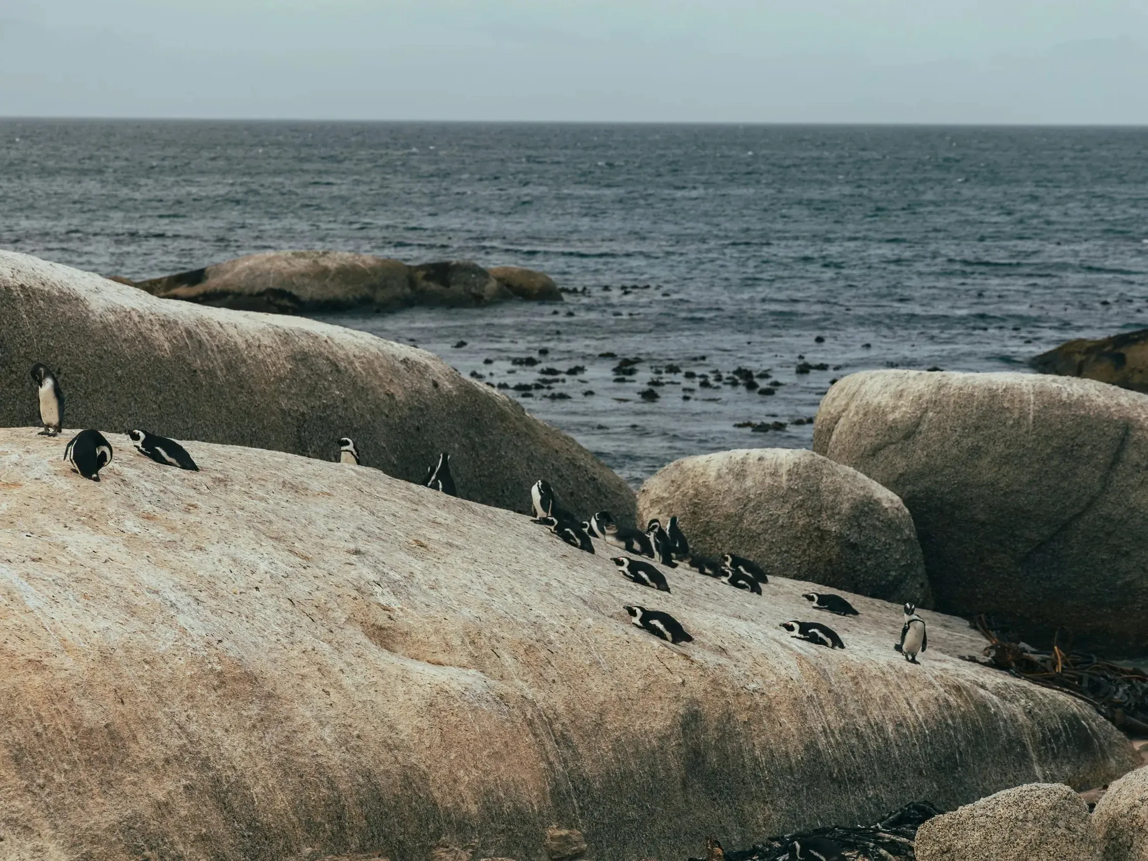 African penguins resting on large smooth granite boulders by the sea, some standing, others lying down