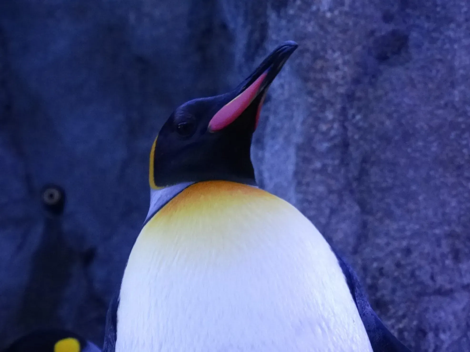 Close-up of a king penguin from below, head tilted back with pink mouth open in a call, against a blue-purple rocky backdrop