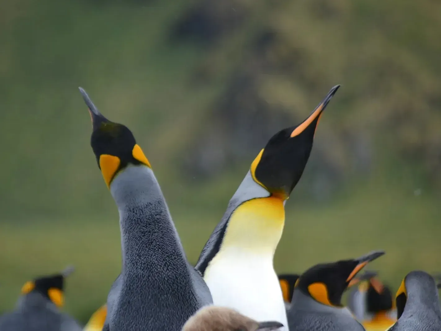 Two king penguins stretching their necks skyward in a trumpeting display, surrounded by other penguins on green grassland
