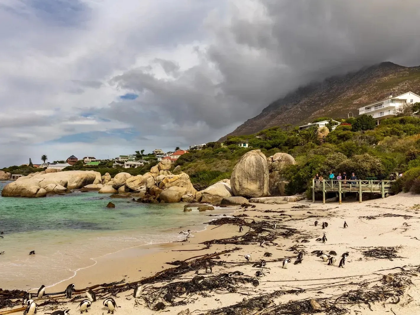 Boulders Beach with African penguins on white sand, turquoise water, large granite boulders, houses and mountains in the background under stormy clouds