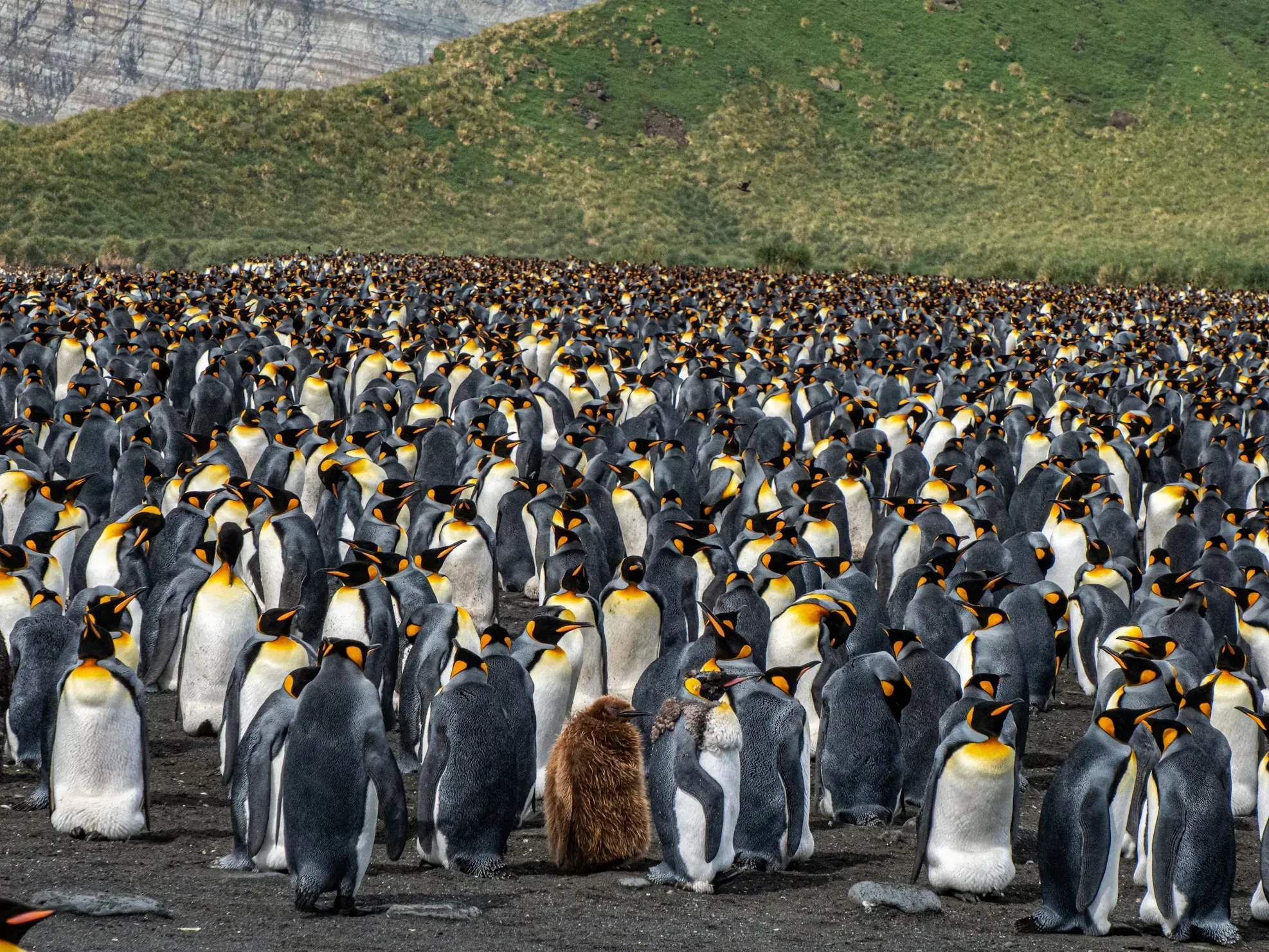 Dense colony of king penguins packed together on a plain with a single brown chick among the adults, green hillside and cliffs behind