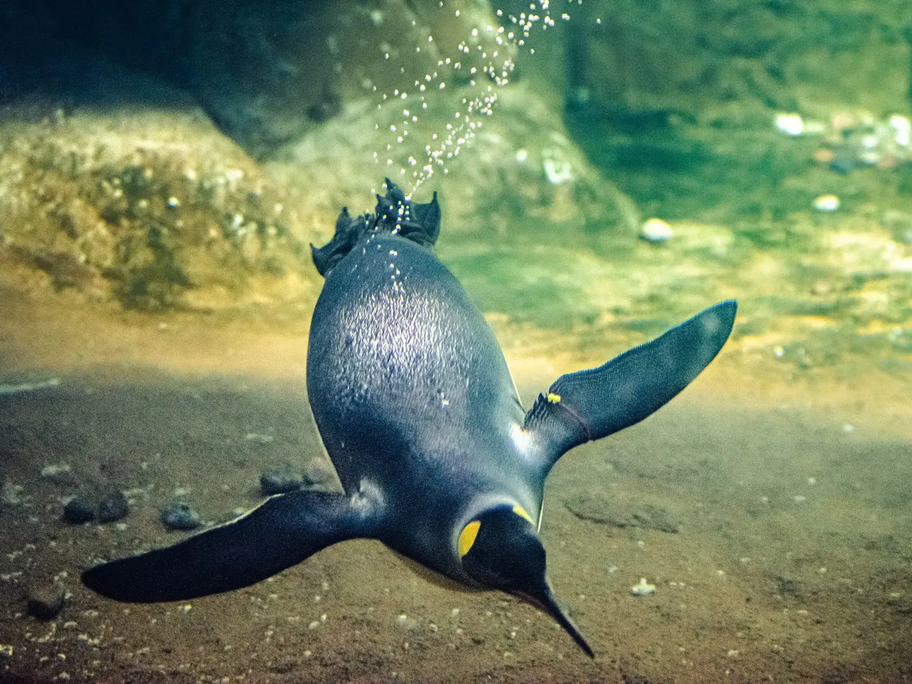 King penguin swimming upside down near the sandy bottom, flippers outstretched with bubbles streaming from its feathers