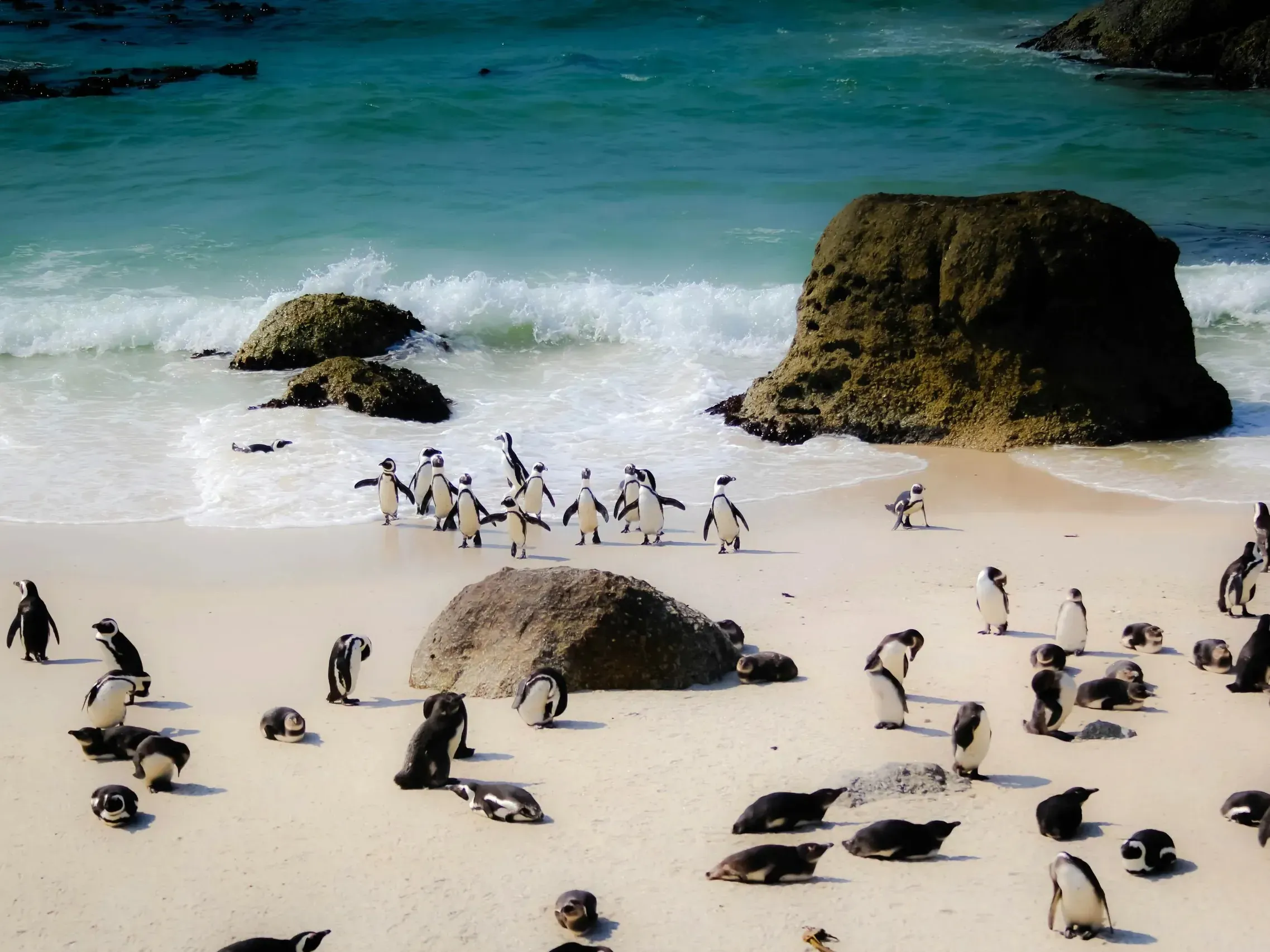 African penguins on a white sand beach with turquoise surf and large rocks, some emerging from the waves, others resting on shore