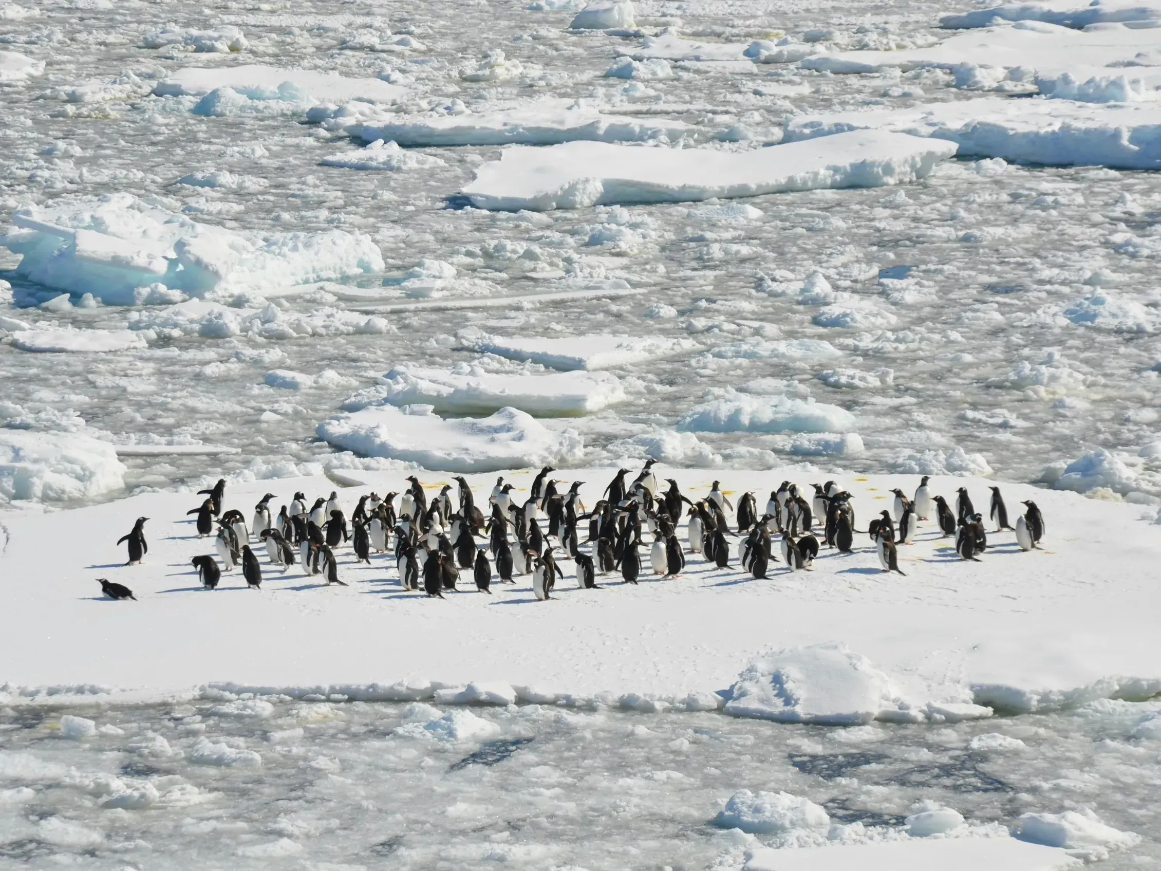 Colony of penguins huddled on an ice floe surrounded by broken sea ice, seen from a distance