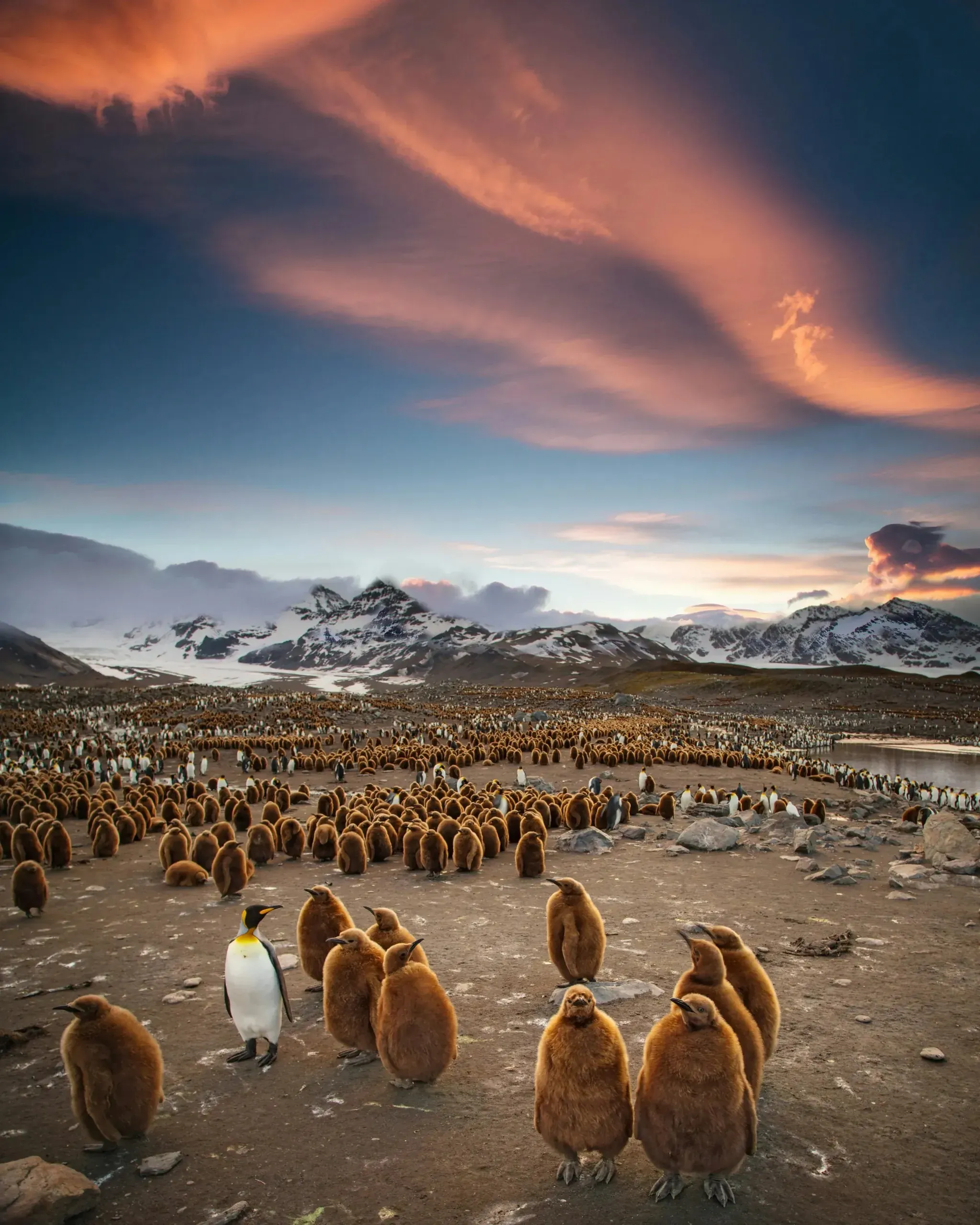 King penguin adult standing among hundreds of fluffy brown chicks on a plain, dramatic orange clouds swirling above snow-capped mountains at sunset