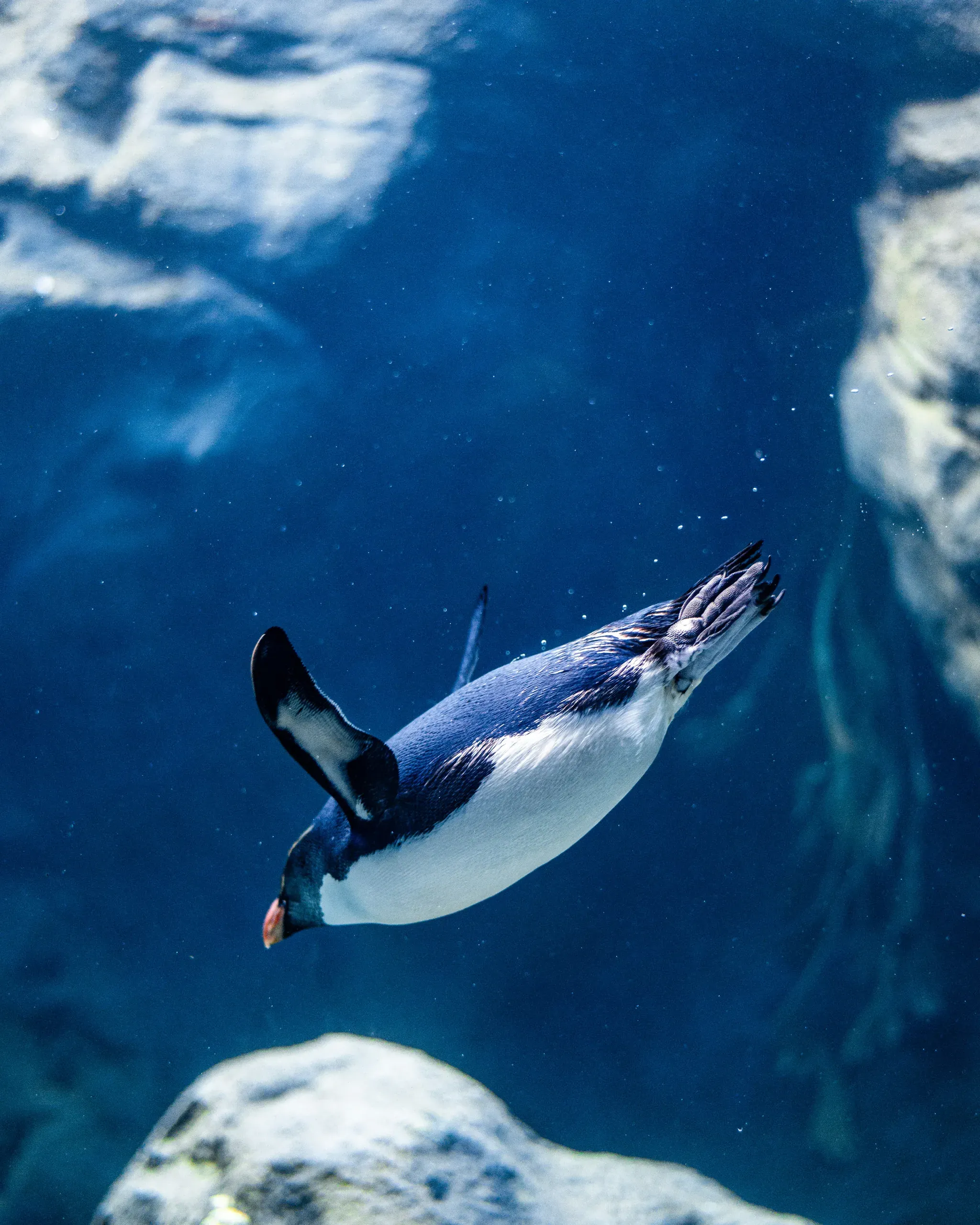 Penguin diving head-first through deep blue water, flippers tucked, with rocky underwater formations visible behind