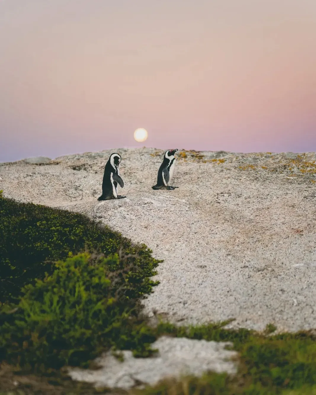 Two African penguins standing on a smooth granite boulder at dusk, a full moon glowing between them in a pink and lavender sky