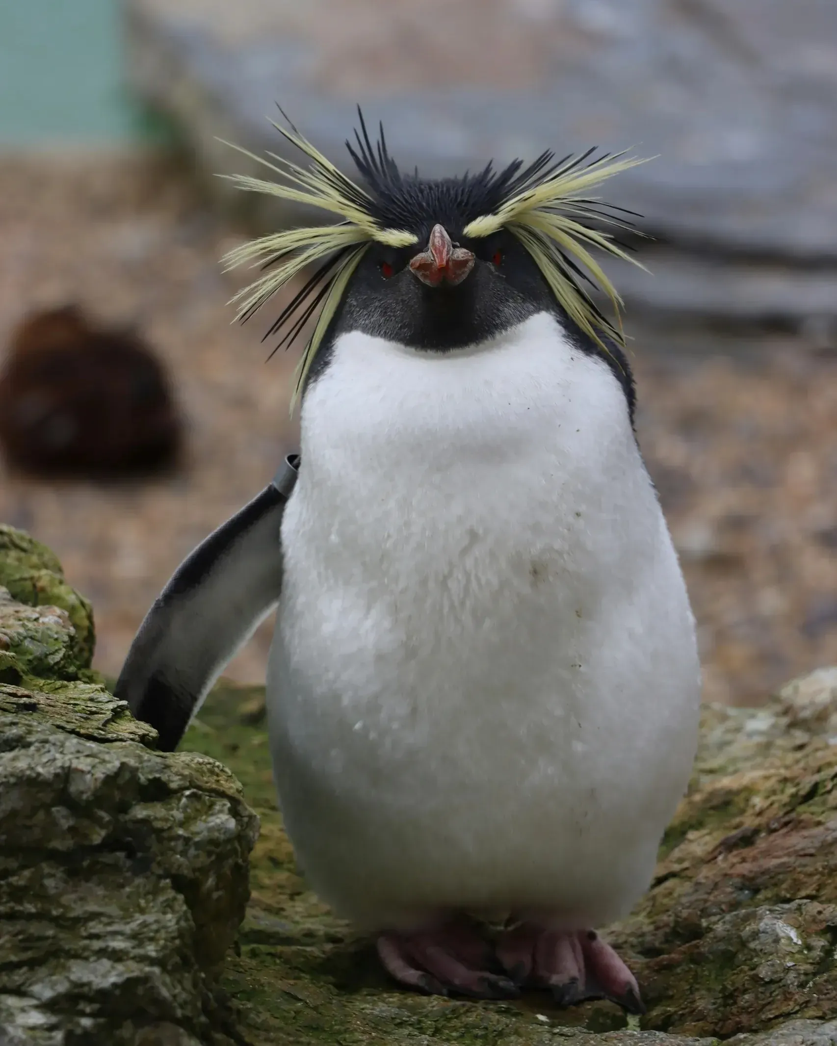 Rockhopper penguin facing the camera on mossy rocks, spiky yellow crest feathers fanning out above its red eyes