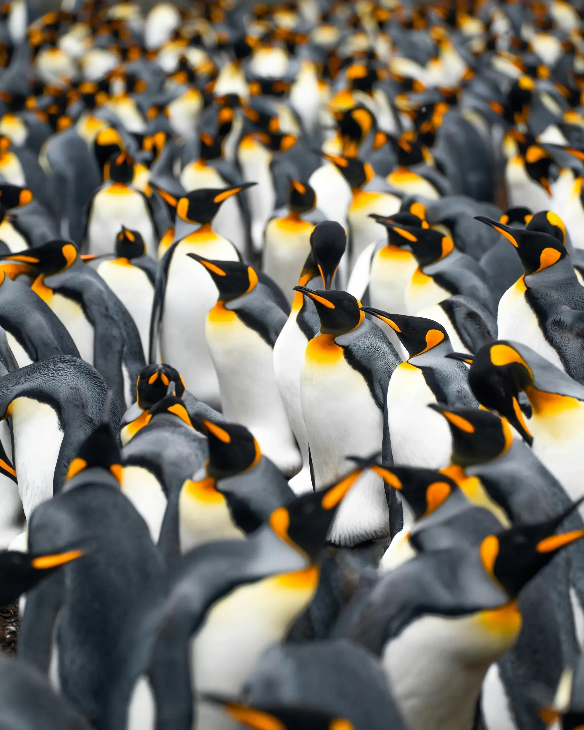 Dense crowd of king penguins filling the entire frame, vivid orange ear patches contrasting with grey backs and white chests