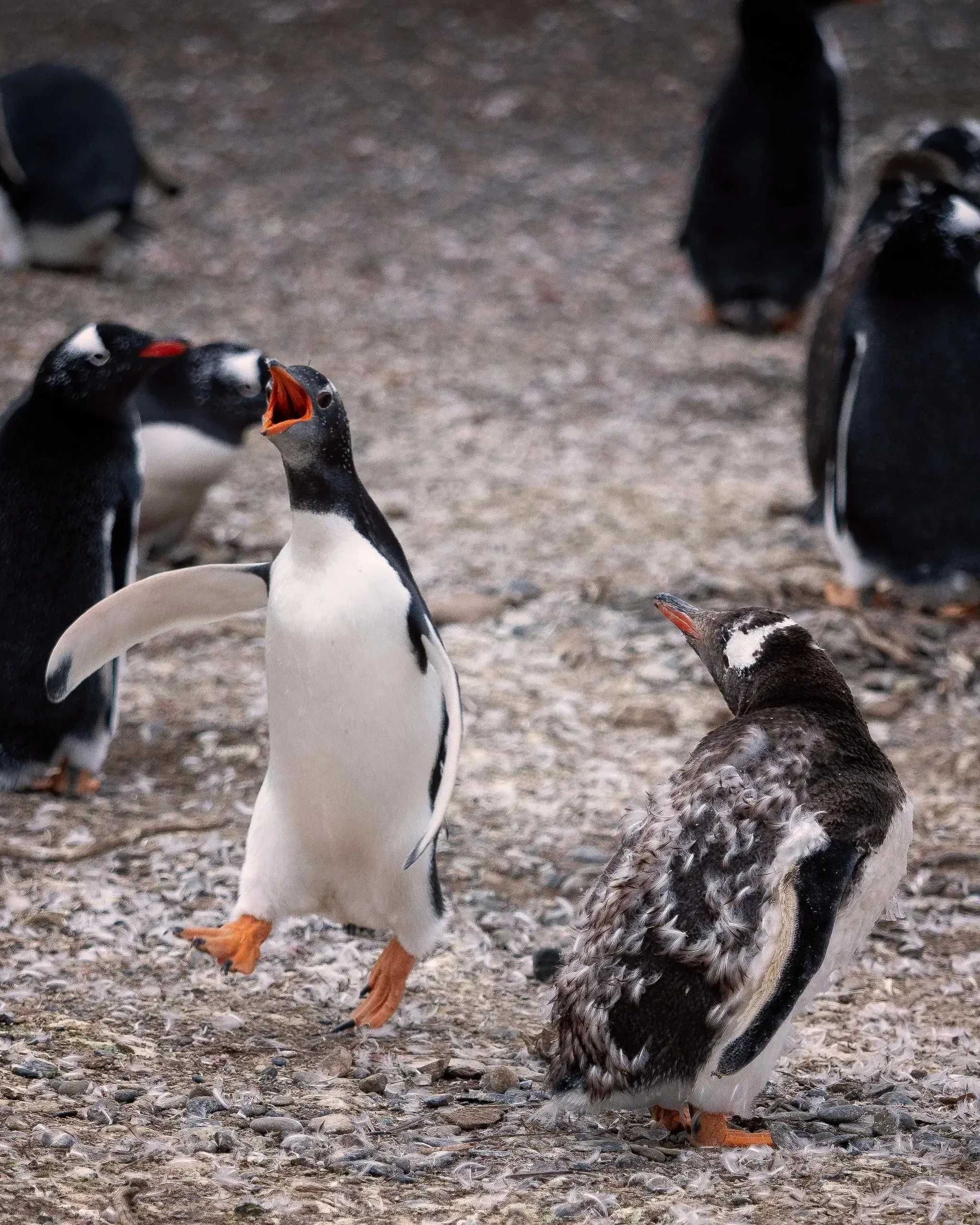 Gentoo penguin calling with beak wide open and one flipper raised, standing beside a moulting juvenile on stony ground