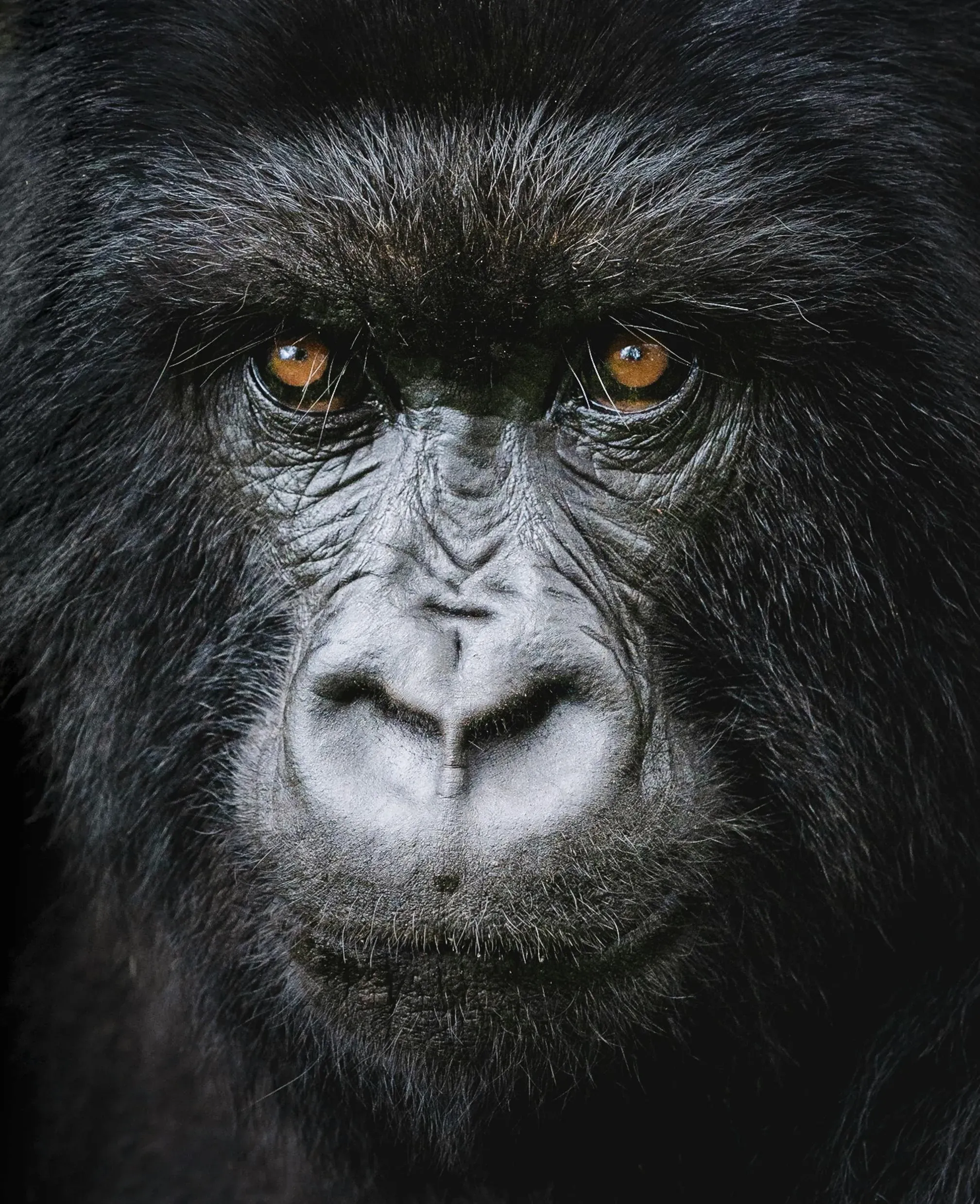 Gorilla in Rwanda