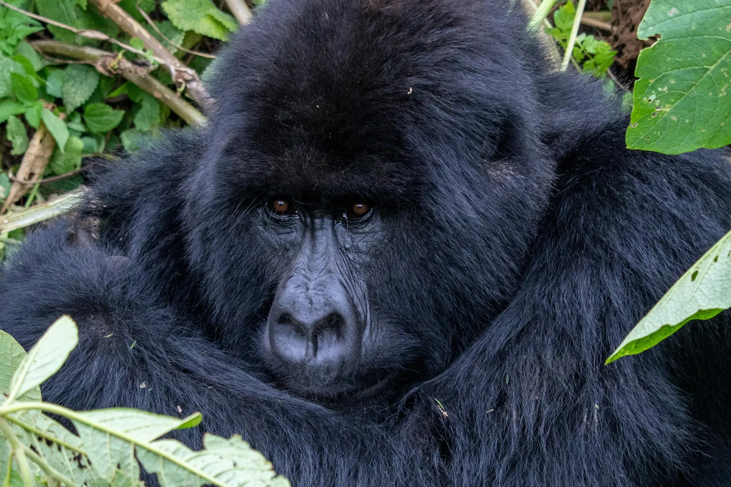 Gorilla in Rwanda
