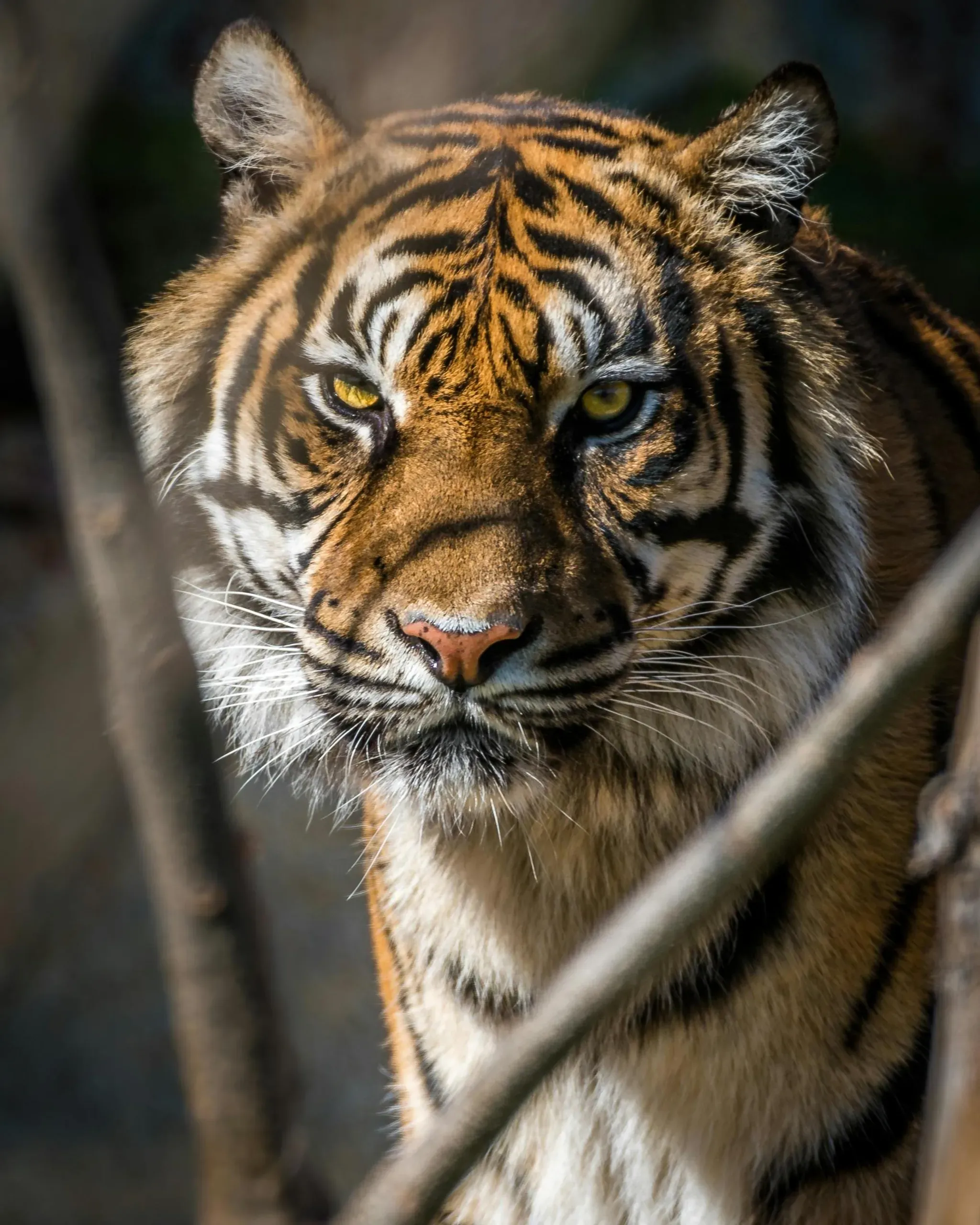 Tiger in India