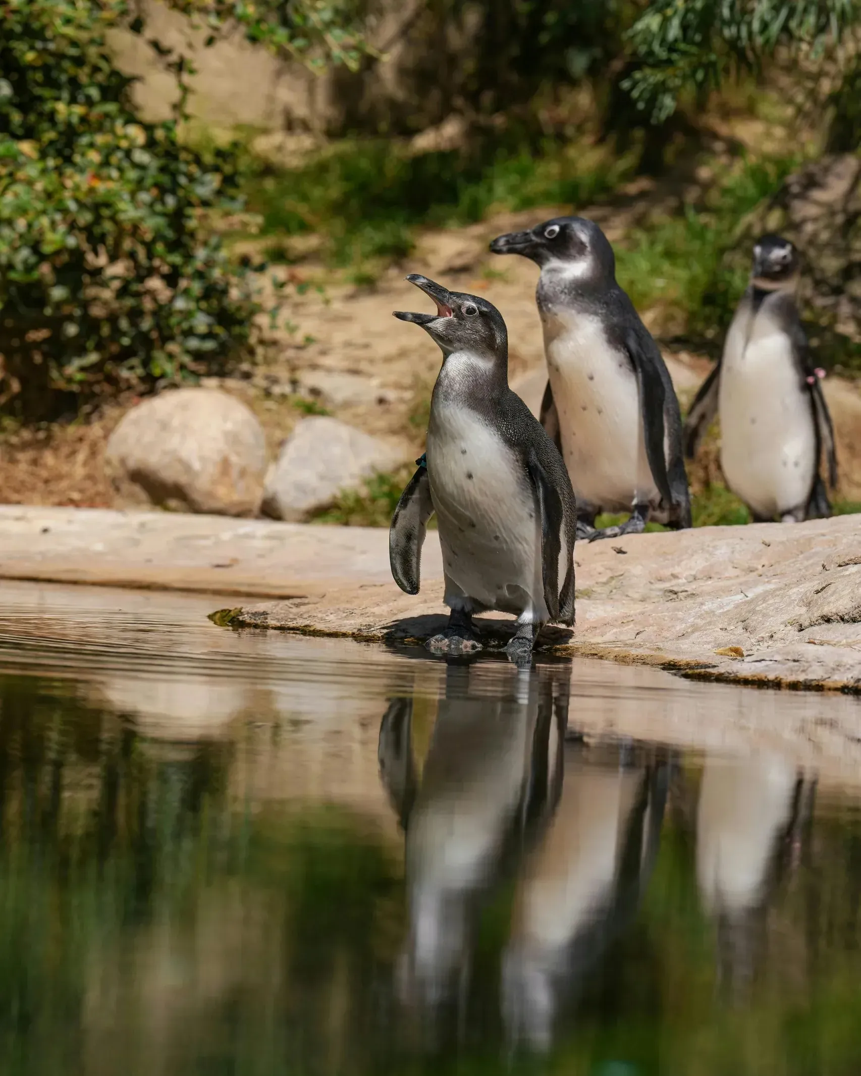 Three African penguins standing at the edge of a pool, the nearest one calling with beak open, their reflections visible in the still water