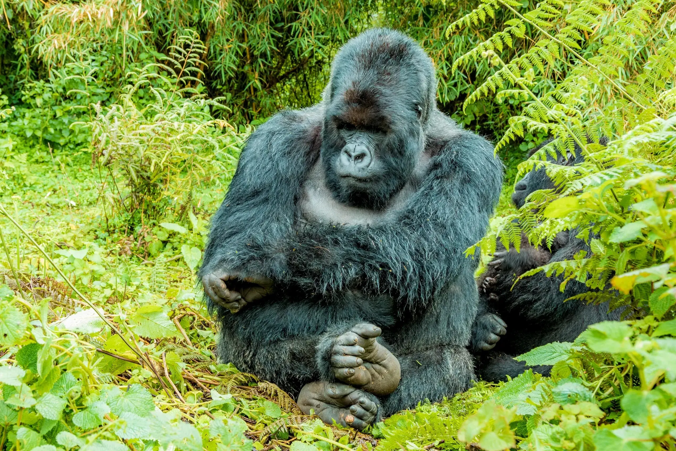 Gorilla in Rwanda