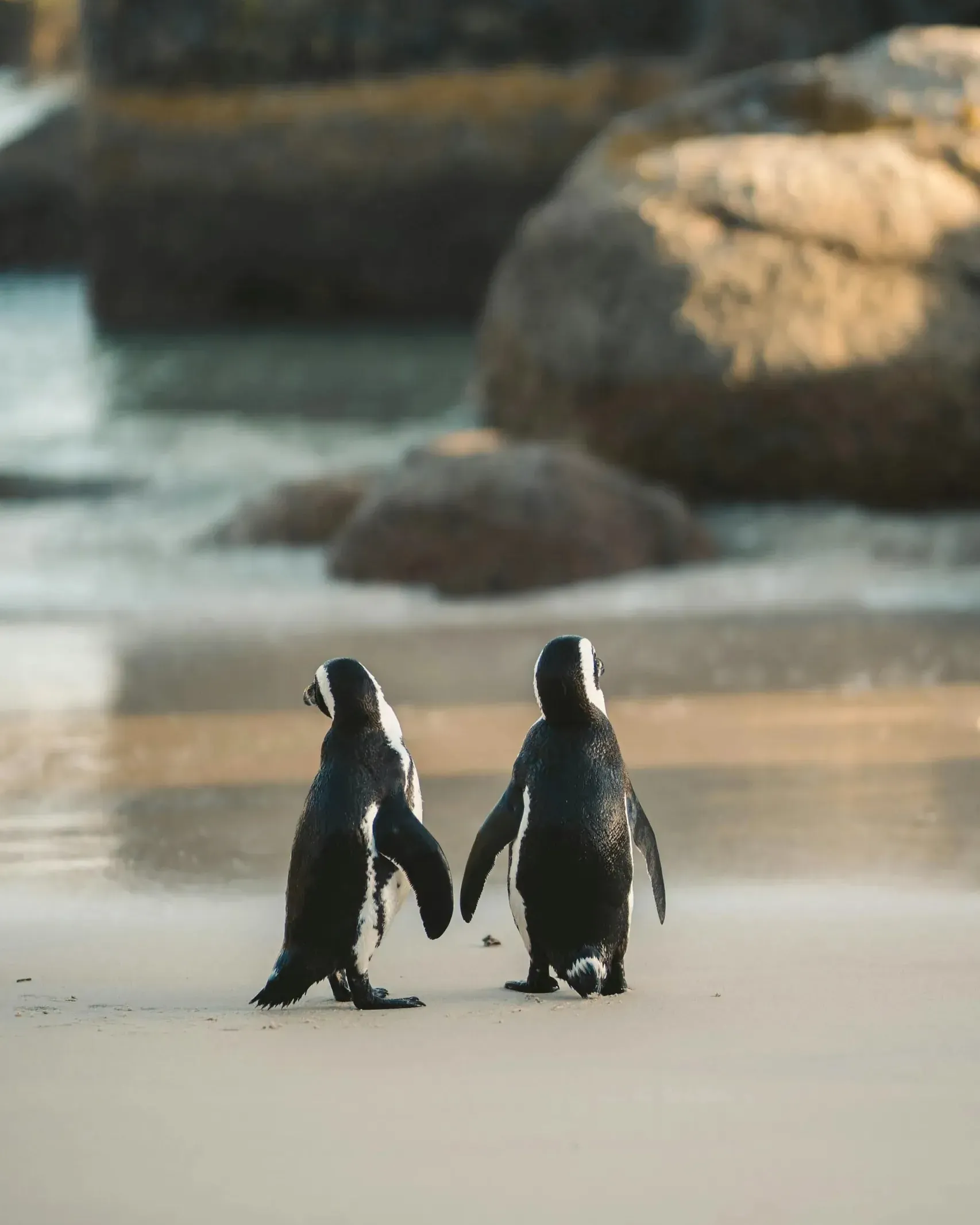 Two African penguins walking side by side along a sandy beach towards boulders and gentle surf, seen from behind in warm golden light
