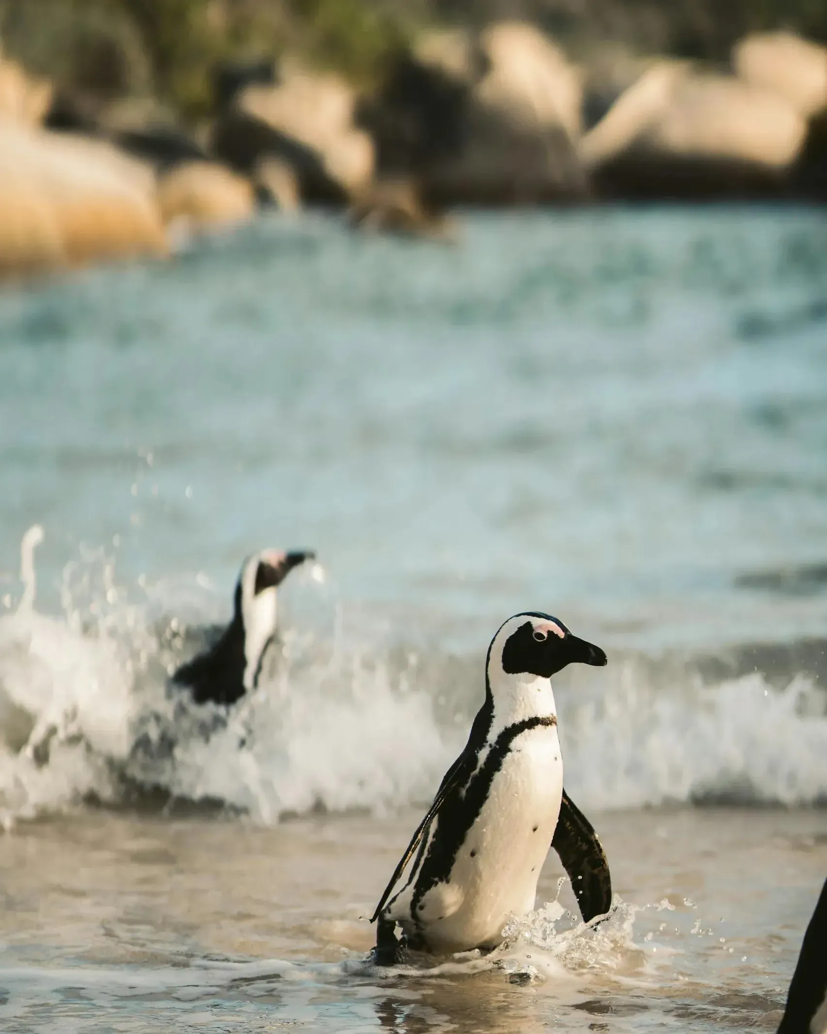 African penguin wading through shallow surf with another penguin splashing in the waves behind, granite boulders blurred in the background