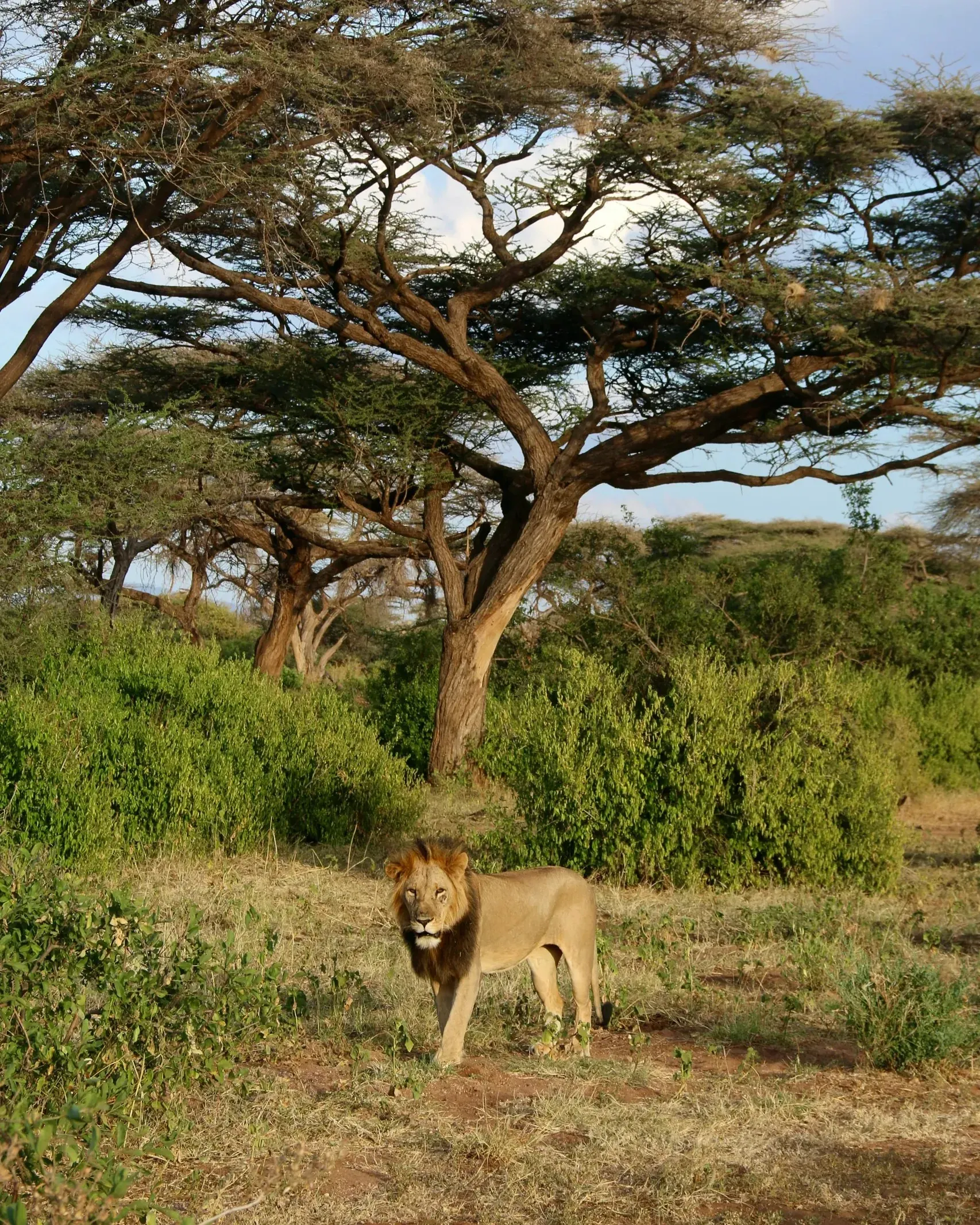 Male lion standing in green scrubland beneath a large acacia tree, looking towards the camera in warm golden light