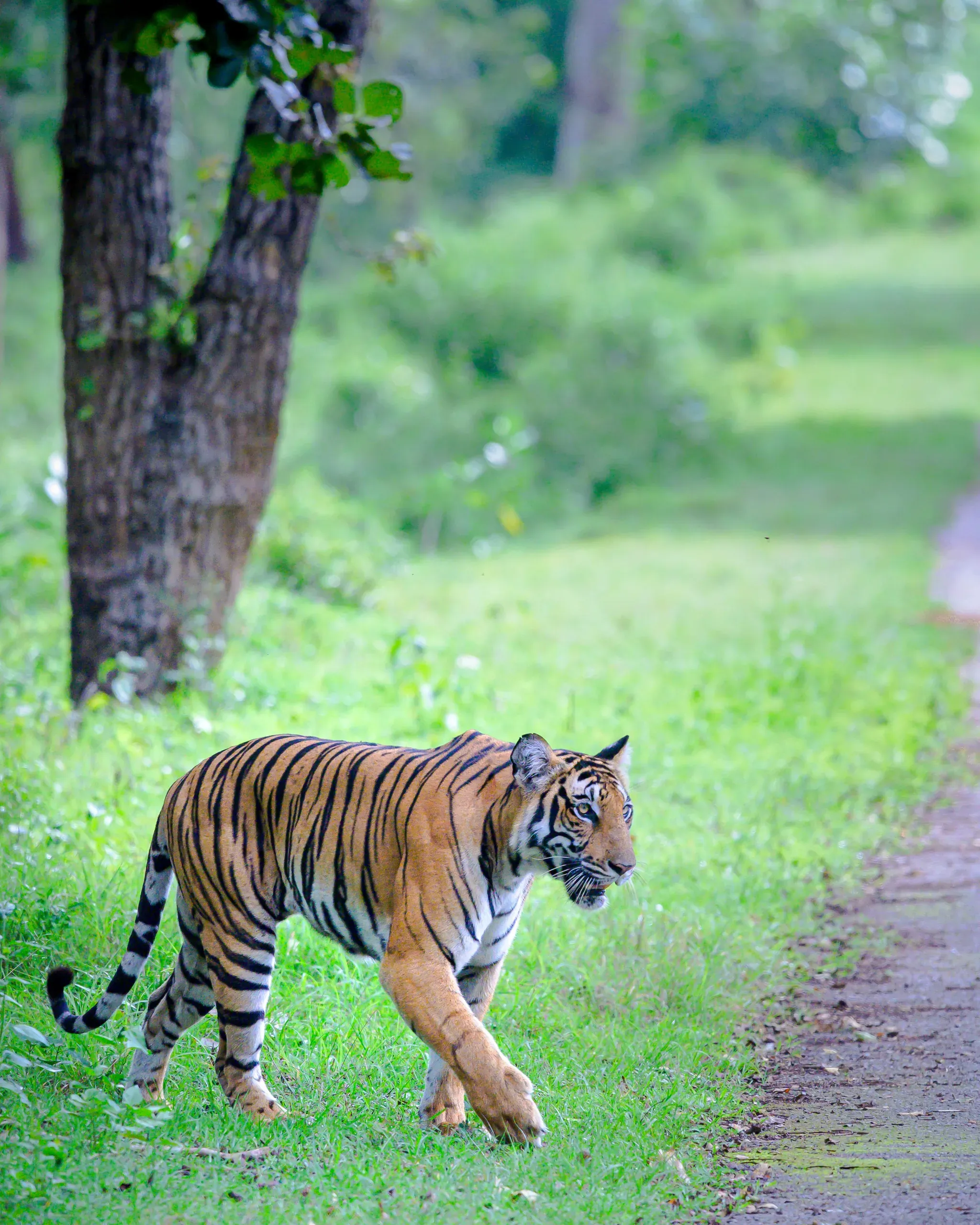 Tiger in Kabini, Karnataka, India