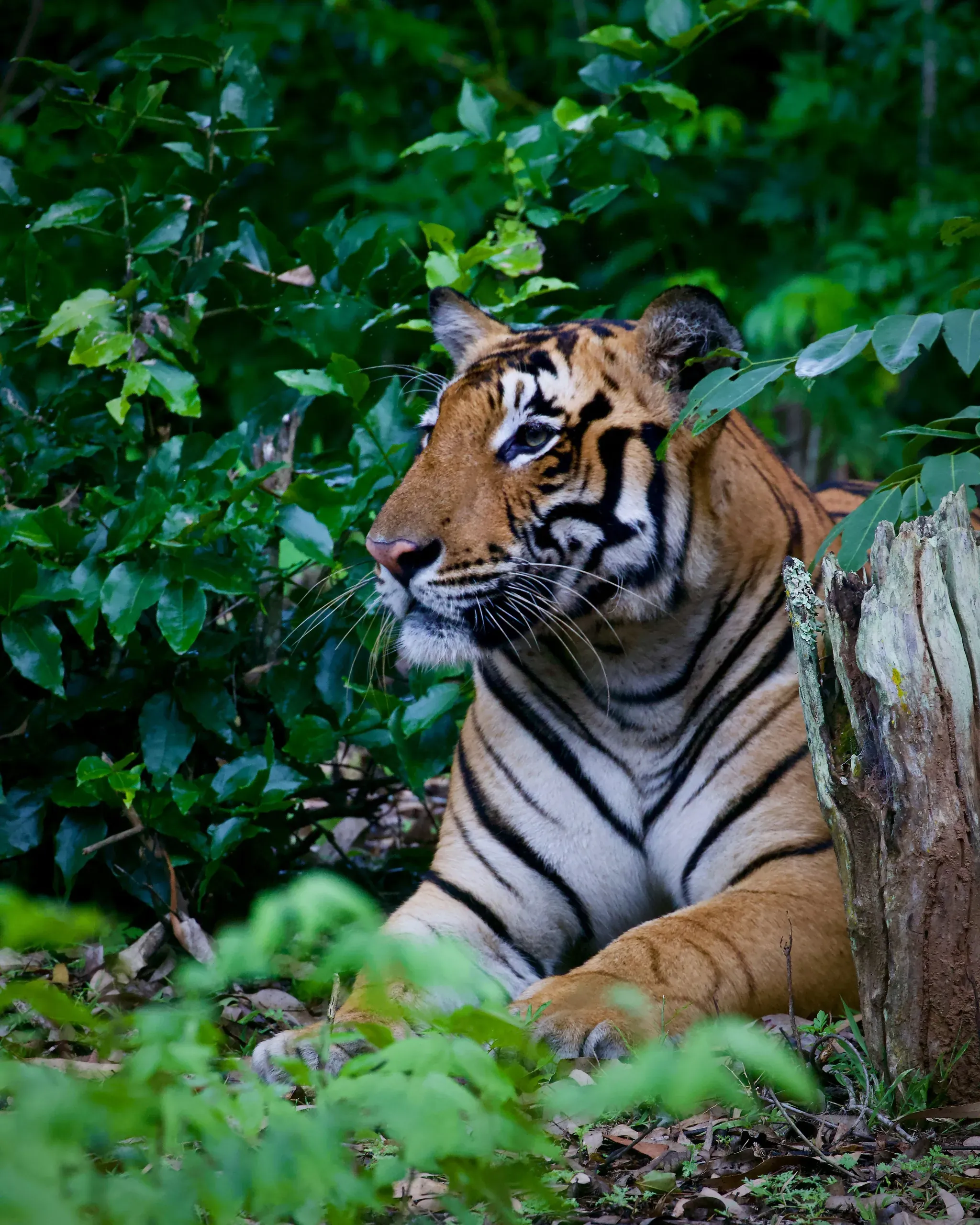 Tiger in Nagarhole tiger reserve in Kabini, Karnataka, India