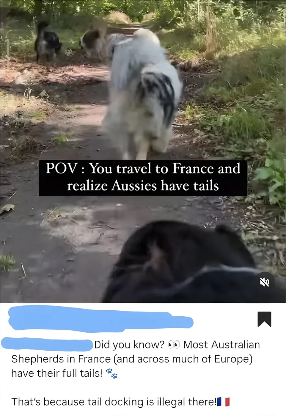 TikTok/Instagram post. Video showing Australian Shepherd dogs walking on a forest path with full tails. Text overlay: "POV: You travel to France and realize Aussies have tails". Comment (username redacted): "Did you know? Most Australian Shepherds in France (and across much of Europe) have their full tails!" dog emoji "That's because tail docking is illegal there!" French flag emoji
