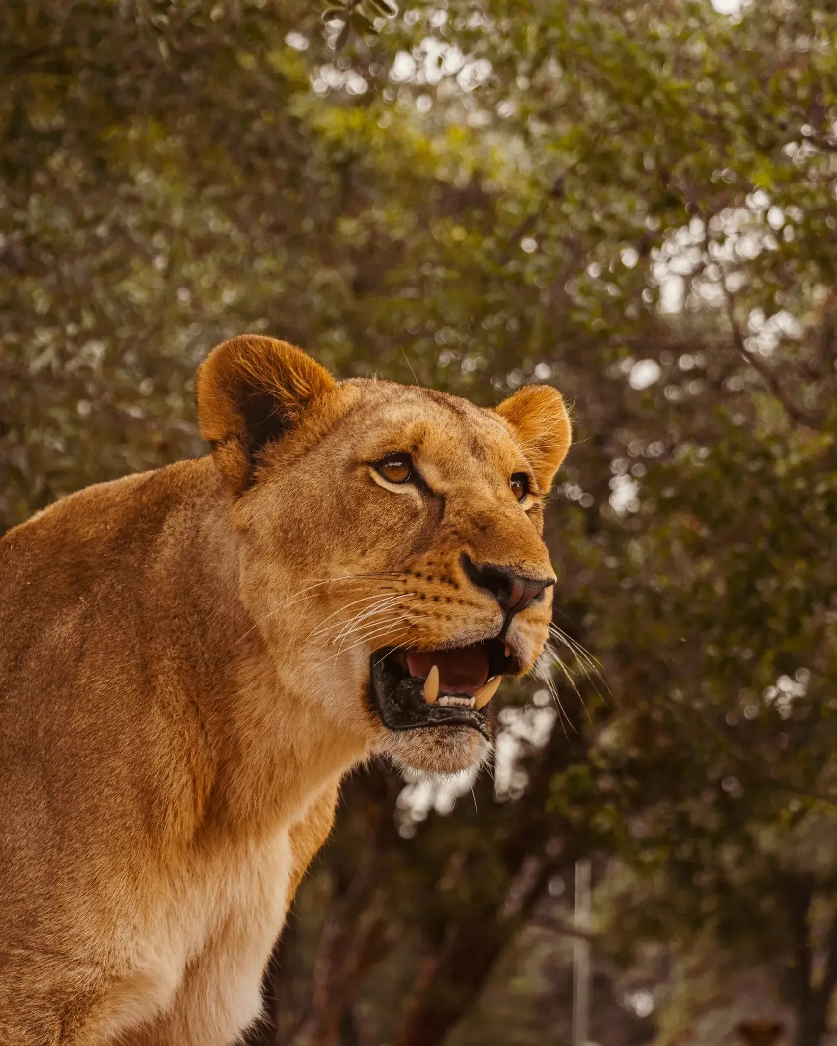 Close-up of a lioness with mouth slightly open, looking to the right against a backdrop of green trees