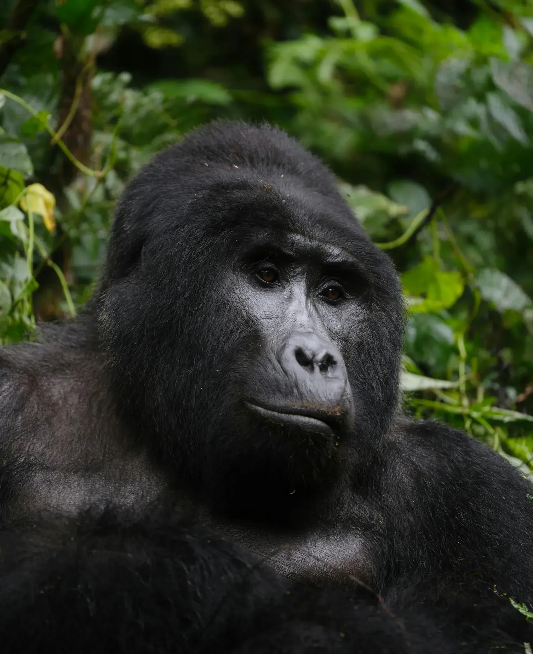 Gorilla in Bwindi Impenetrable Forest, Uganda