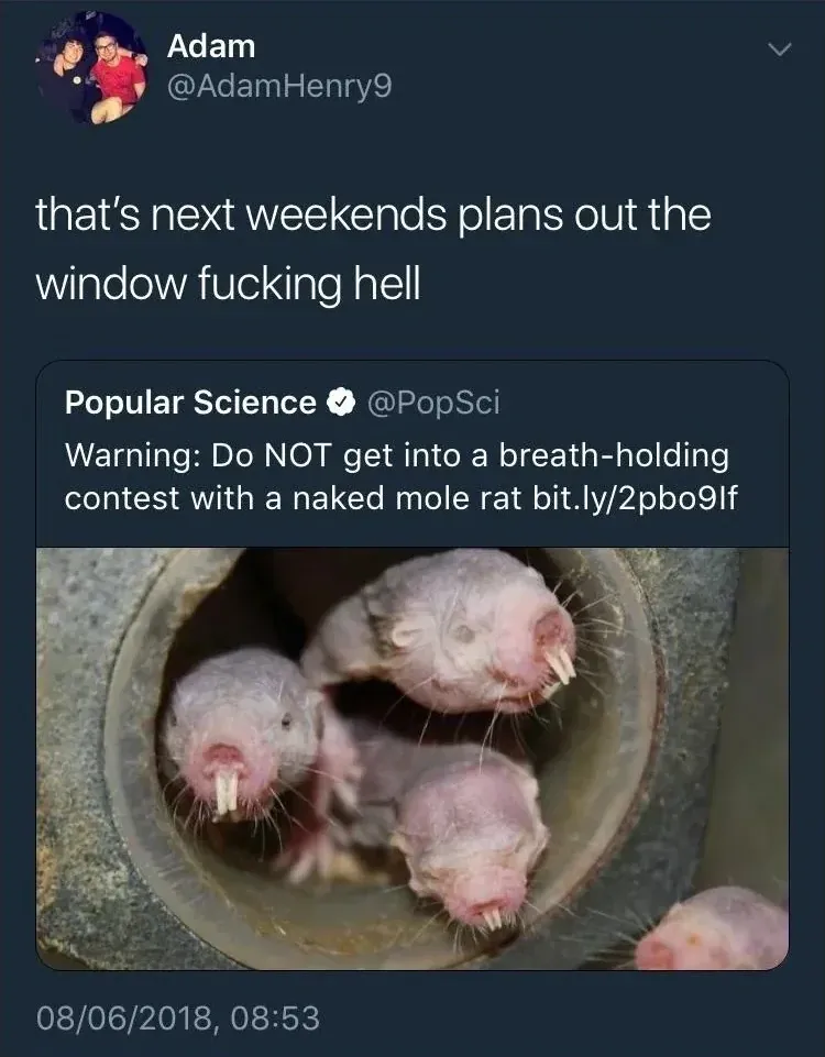Adam @AdamHenry9 quote tweet (08/06/2018) - that's next weekends plans out the window fucking hell. Quoting Popular Science @PopSci - Warning: Do NOT get into a breath-holding contest with a naked mole rat. Photo of naked mole rats