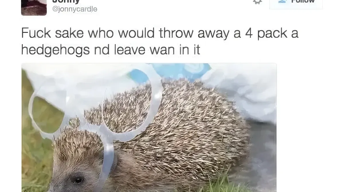 Jonny @jonnycardle tweet - Fuck sake who would throw away a 4 pack a hedgehogs nd leave wan in it. Photo of a hedgehog stuck in a plastic four-pack ring holder on the grass