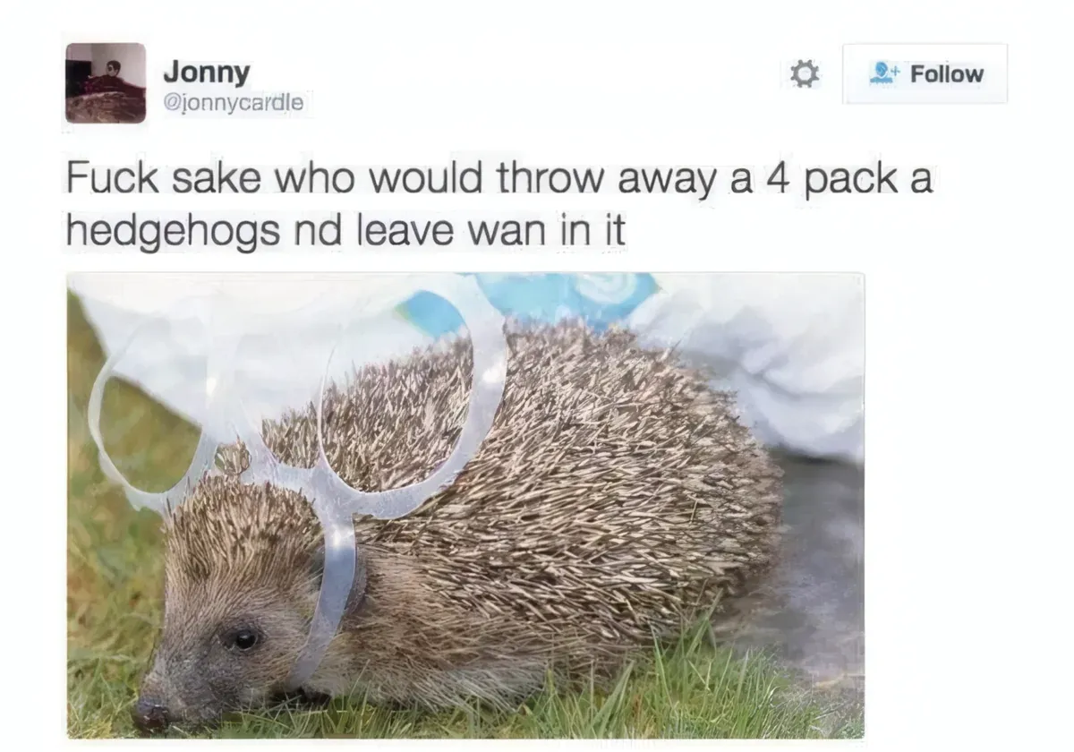 Jonny @jonnycardle tweet - Fuck sake who would throw away a 4 pack a hedgehogs nd leave wan in it. Full version of the tweet with photo of hedgehog stuck in plastic four-pack rings