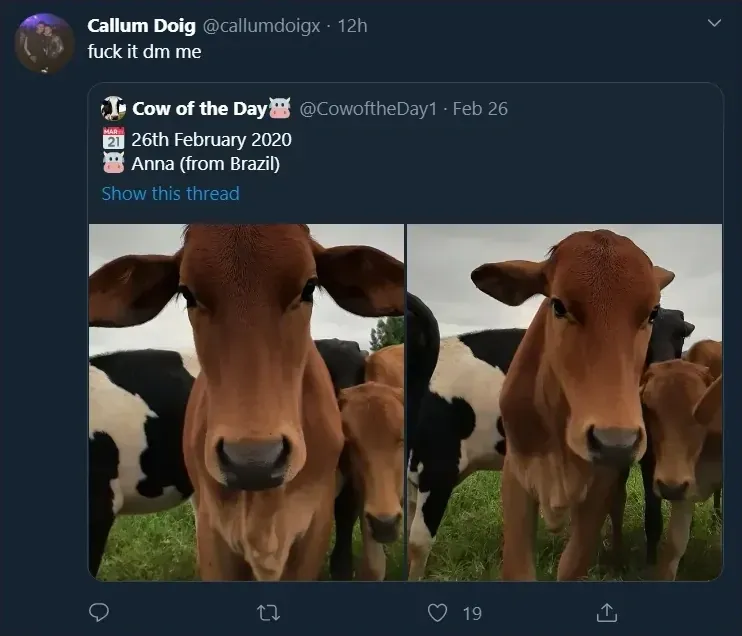 Callum Doig @callumdoigx quote tweet - fuck it dm me. Quoting Cow of the Day @CowoftheDay1 (Feb 26) - 26th February 2020, Anna (from Brazil). Two photos of a brown cow looking directly at the camera.