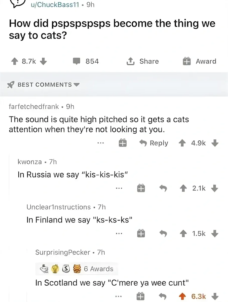 Reddit post from u/ChuckBass11 - How did pspspspsps become the thing we say to cats? Best comments: farfetchedfrank (4.9k) - The sound is quite high pitched so it gets a cats attention when they're not looking at you. kwonza (2.1k) - In Russia we say "kis-kis-kis". Unclear1nstructions (1.5k) - In Finland we say "ks-ks-ks". SurprisingPecker (6.3k, 6 awards) - In Scotland we say "C'mere ya wee cunt"