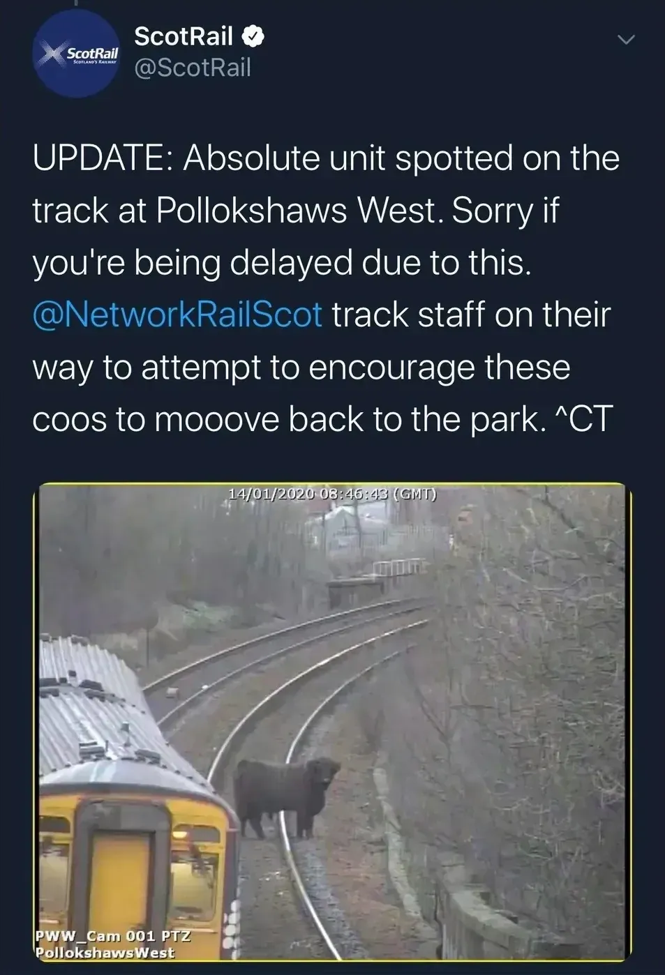 ScotRail @ScotRail tweet - UPDATE: Absolute unit spotted on the track at Pollokshaws West. Sorry if you're being delayed due to this. @NetworkRailScot track staff on their way to attempt to encourage these coos to mooove back to the park. ^CT. CCTV image (14/01/2020) from Pollokshaws West showing a large black cow standing on the railway tracks with a train stopped nearby
