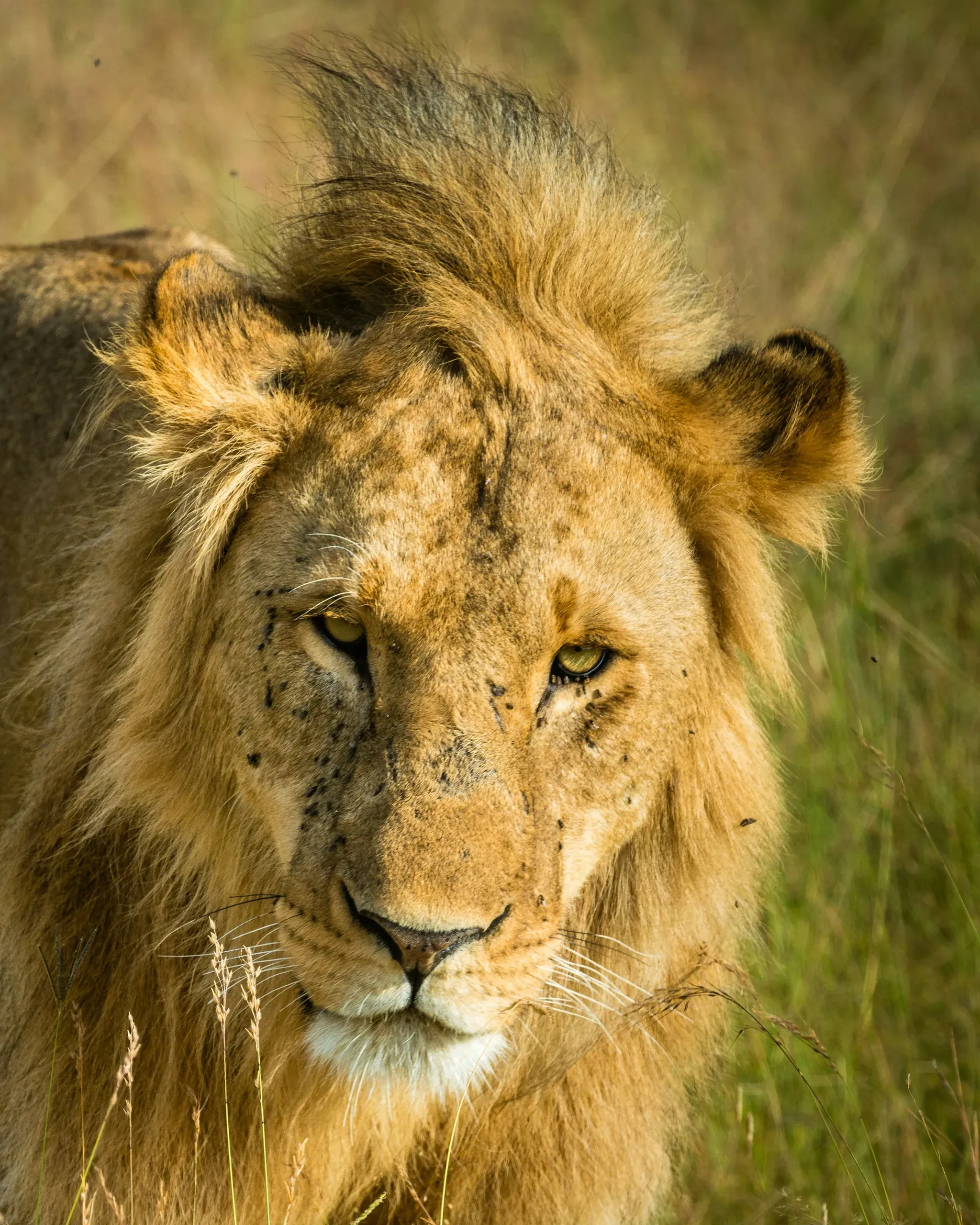 Close-up of a male lion's face emerging from green grass, golden mane windswept, looking slightly downward with a calm expression