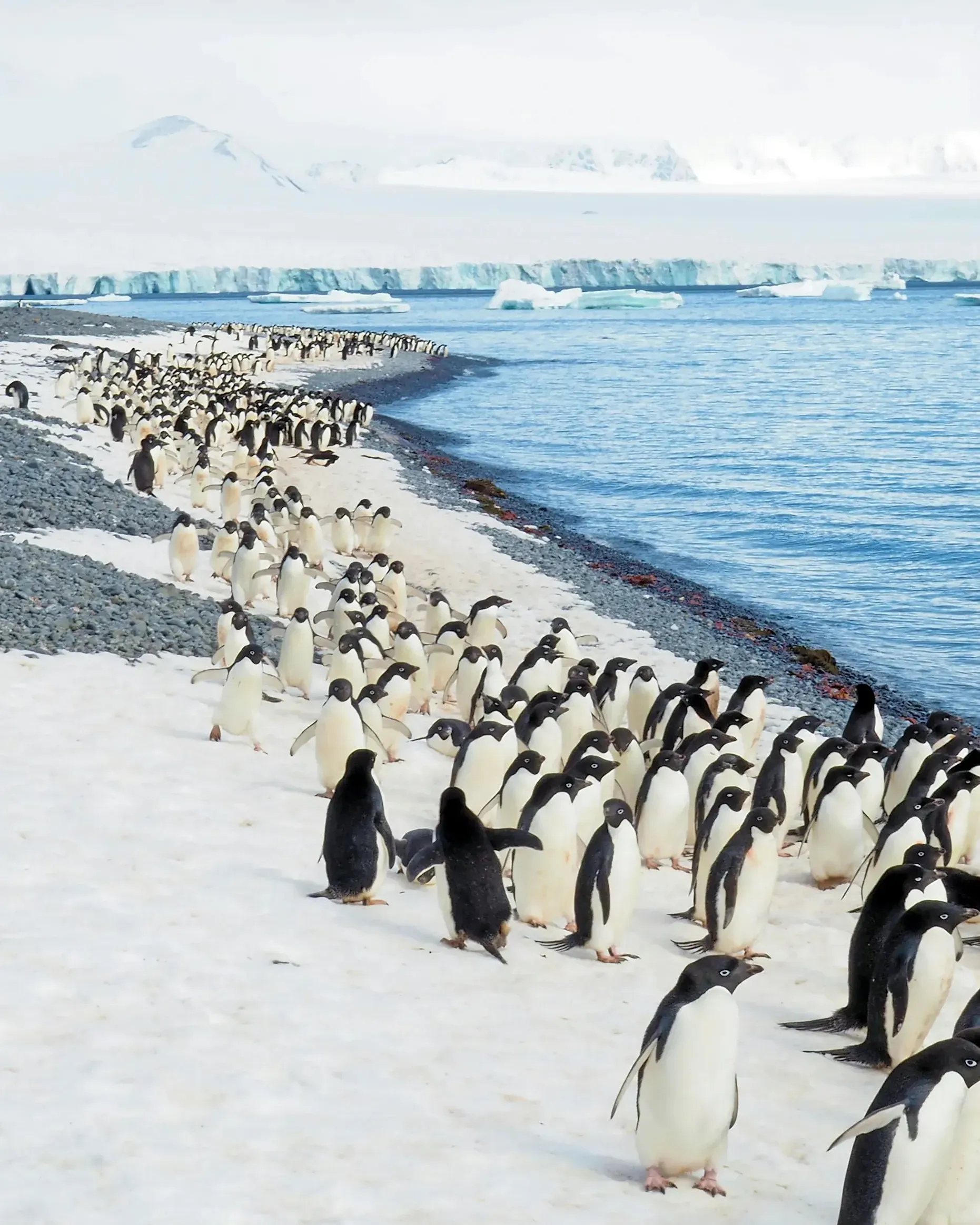 Long column of Adelie penguins stretching along a snowy Antarctic shoreline, icebergs and mountains visible across calm blue water